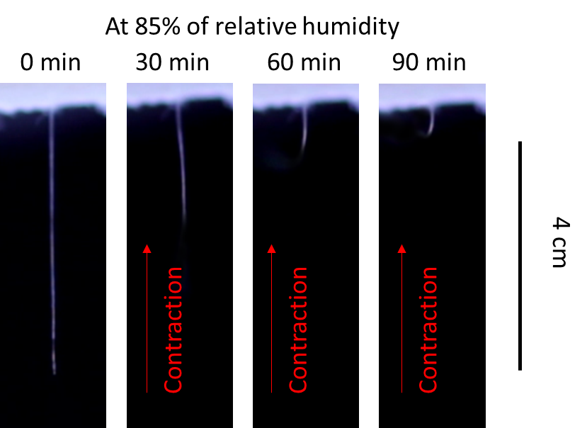 Figure 2: A time resolved image of a biomimetic artificial spider silk fibre while supercontracting at the relative humidity of 85%. 