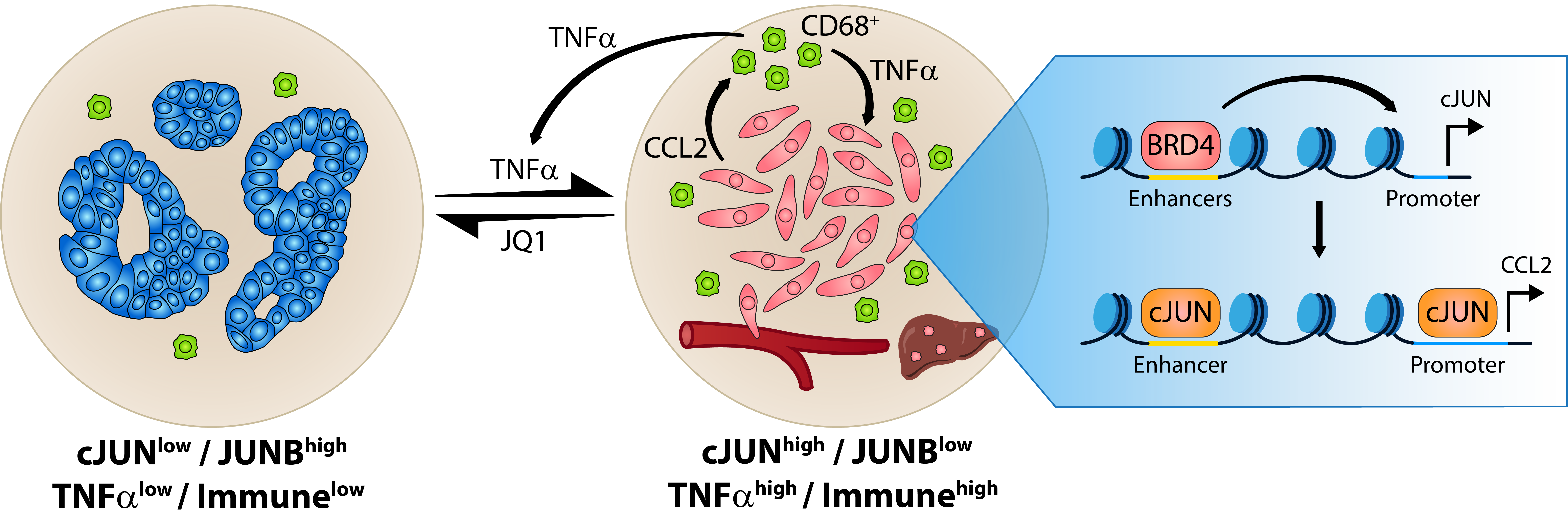 Model of TNF-α-BRD4-cJUN-CCL2-macrophage loop in PDAC.