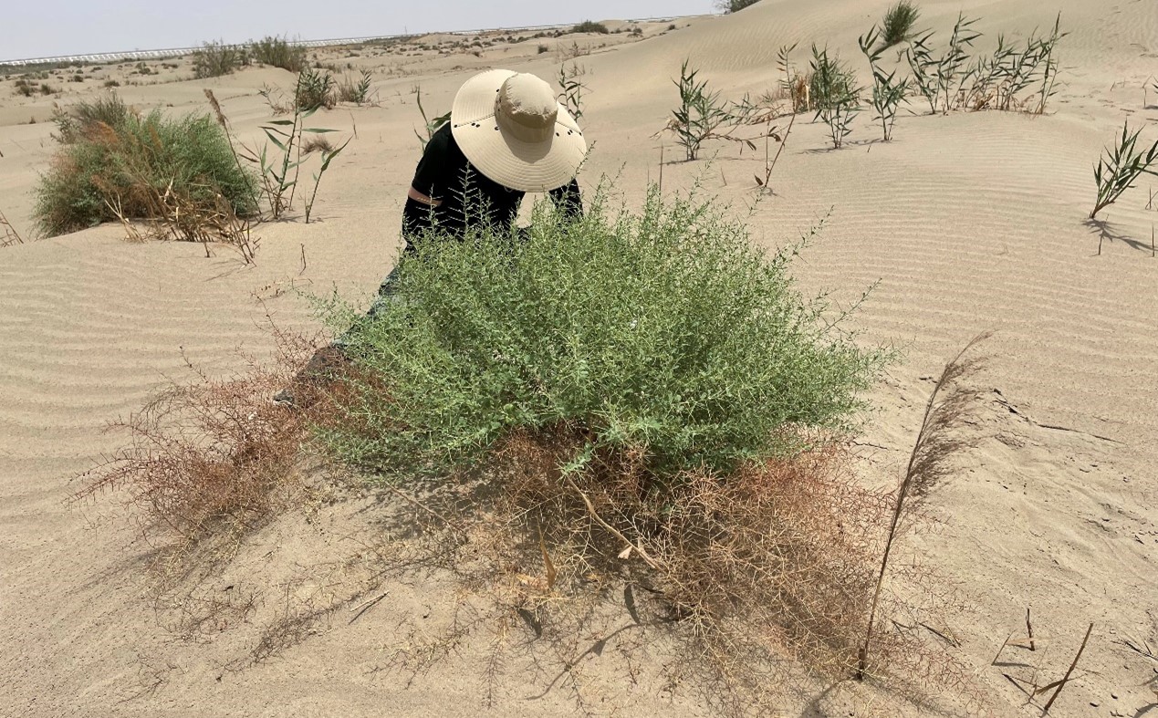 Sampling in the vast desert