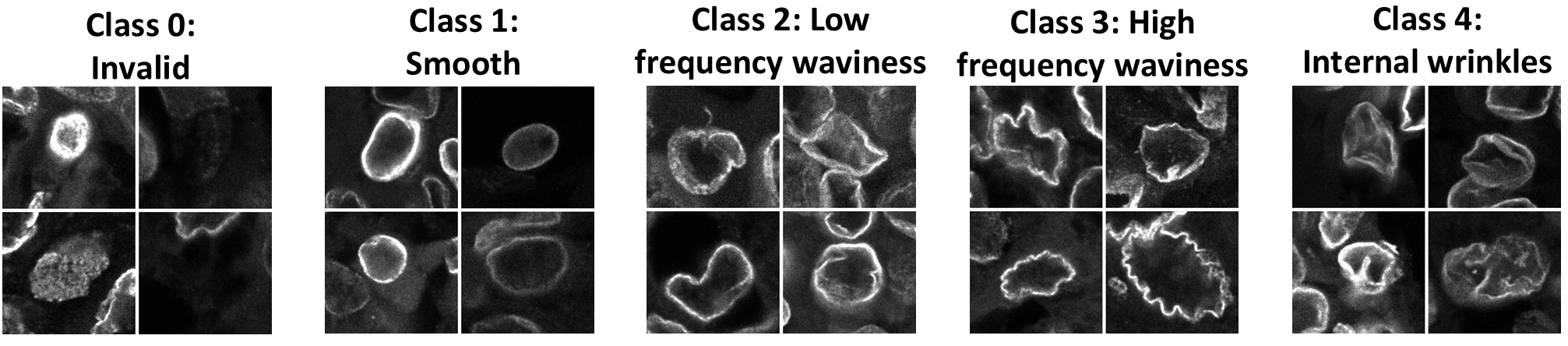 Example nuclei in five wrinkling classes. Left to right: Class 0: Invalid (out-of-focus or wrongly-cropped nuclei); Class 1: Smooth (nuclei like mostly-smooth ellipses); Class 2: Low frequency waviness (nuclei with one or two edge indentations); Class 3: High frequency waviness (nuclei with many edge indentations); Class 4: Internal wrinkles (nuclei with folds inside the nuclear contour).