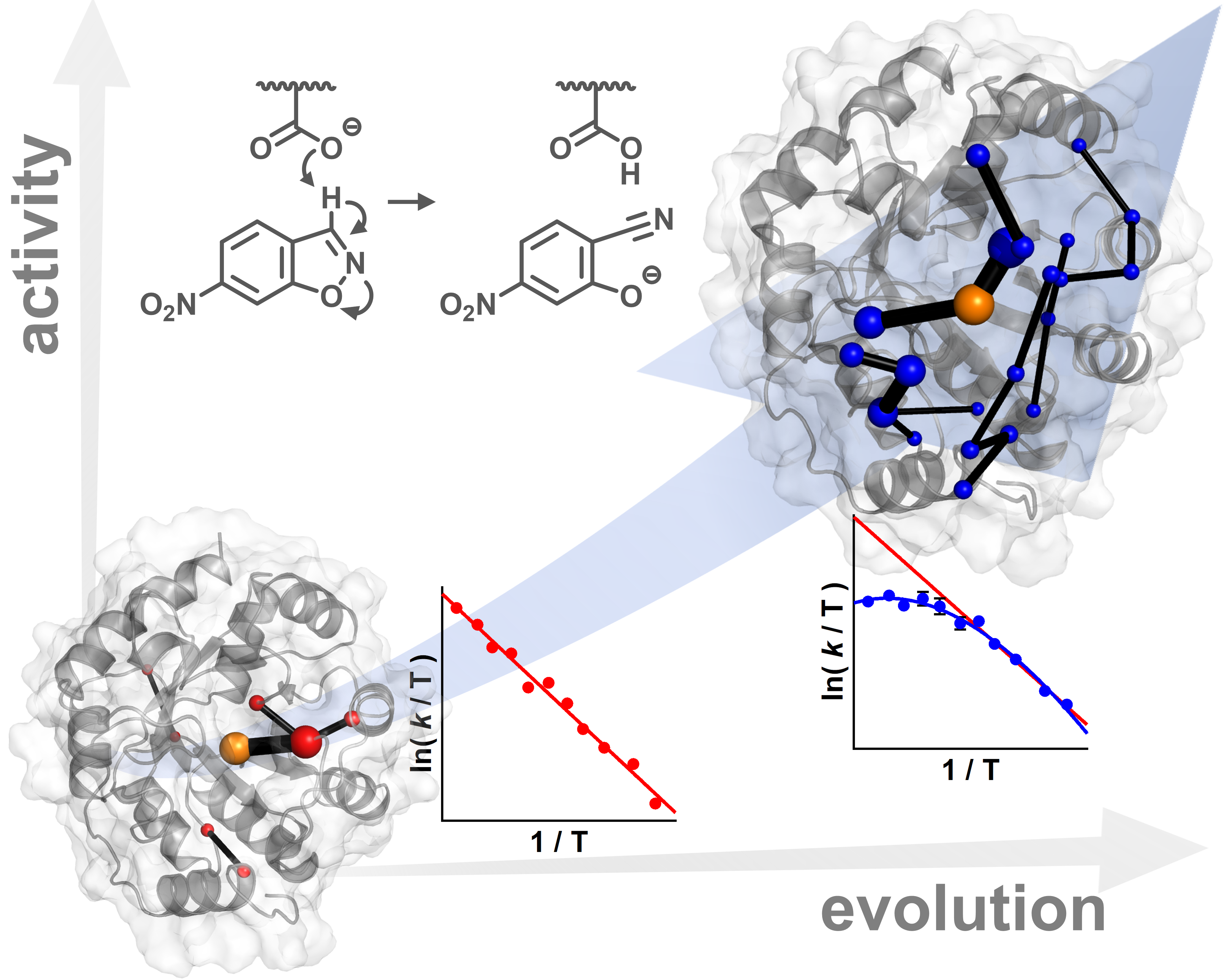 Directed evolution of a designer enzyme (red) introduced a dynamical network in the evolved enzyme (blue) that tightens the transition state ensemble. This primes the enzyme for catalysis and gives rise to a negative activation heat capacity, signalled by a curved temperature dependence.