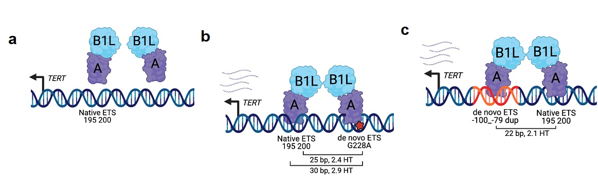 Figure 1 Figure 1. TERT promoter duplications mimic hotspot mutations for GABP tetramer recruitment. (a) Schematic of the wildtype TERTp. The native ETS motif is shown relative to the TERT ATG translational start site. GABPB1L-GABPA heterodimer is not bound to the native ETS motif and an inactive TERTp. (b) Schematic of the TERTp with a hotspot mutation. The native ETS motif and de novo ETS motifs are shown relative to the TERT ATG (denoted by the arrow). Distance in base pair (bp) between the native ETS motif and de novo motifs (hotspot mutation) is shown along with the associated helical turns (HT). GABPB1L-GABPA tetramer binding to the native ETS motif and de novo ETS motif (G228A, hotspot mutation) to activate the TERTp. (c) Schematic of the TERTp duplication. Native ETS motif and de novo ETS motif (c.-100_-79, duplication) are shown relative to the TERT ATG. Distance (bp) between the native ETS motif and de novo ETS motif (duplication) is shown along with the associated helical turns (HT). GABPB1L-GABPA tetramer binding to the native ETS motif and de novo ETS motif to activate the TERTp. The figures were created with BioRender (a-c).