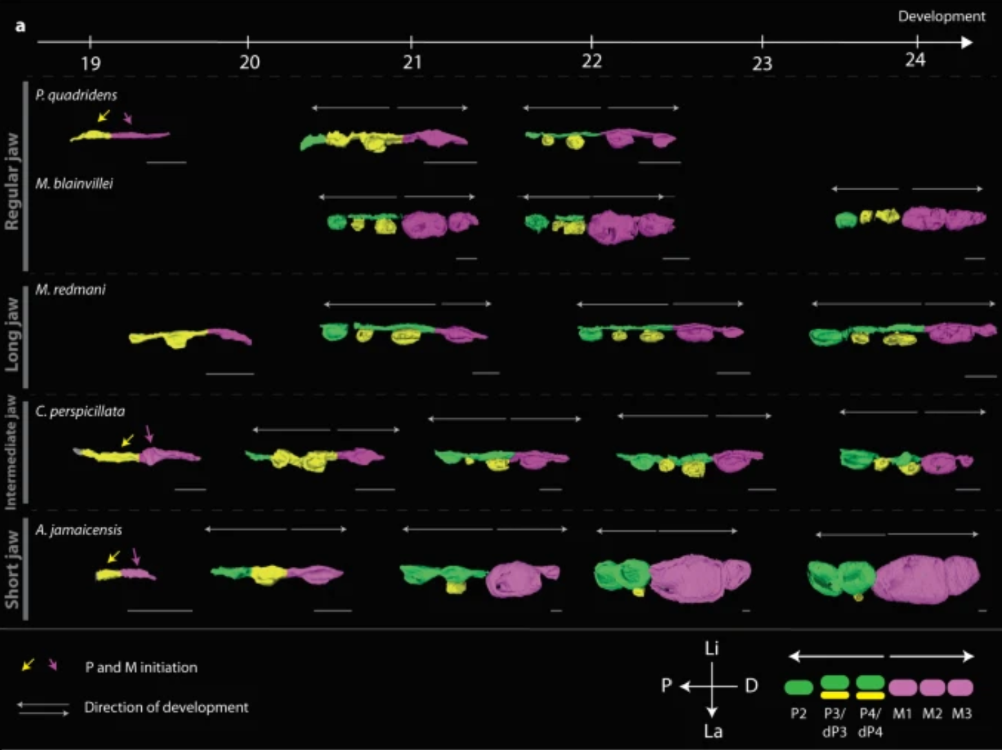 Figure 3 of the original paper - segmentation 
