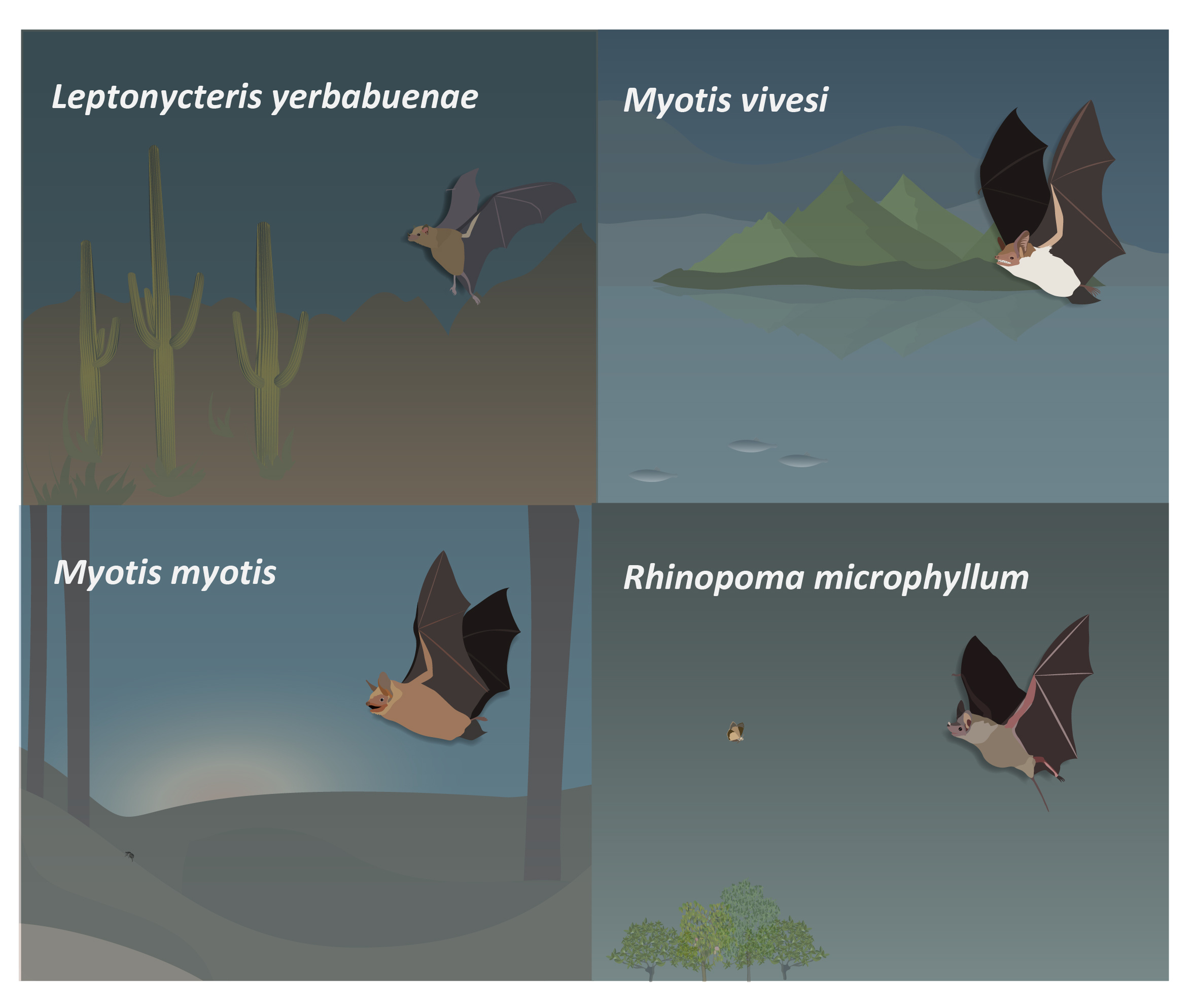 Figure 3: Foraging strategies the lesser long-nosed bat (Leptonycteris yerbabuenae) is a nectarivorous bat that flies long distances to reach the cacti fields were it feeds; the greater mouse-tailed bat (Rhinopoma microphyllum), an aerial-hawker that forages in open spaces at relatively high altitudes; the greater mouse-eared bat (Myotis myotis), a ground-gleaning bat which can also hunt on the wing, and finally, the Mexican fish-eating bat (Myotis vivesi), a bat that specializes in hunting small oceanic fish and crustaceans above water at low altitudes