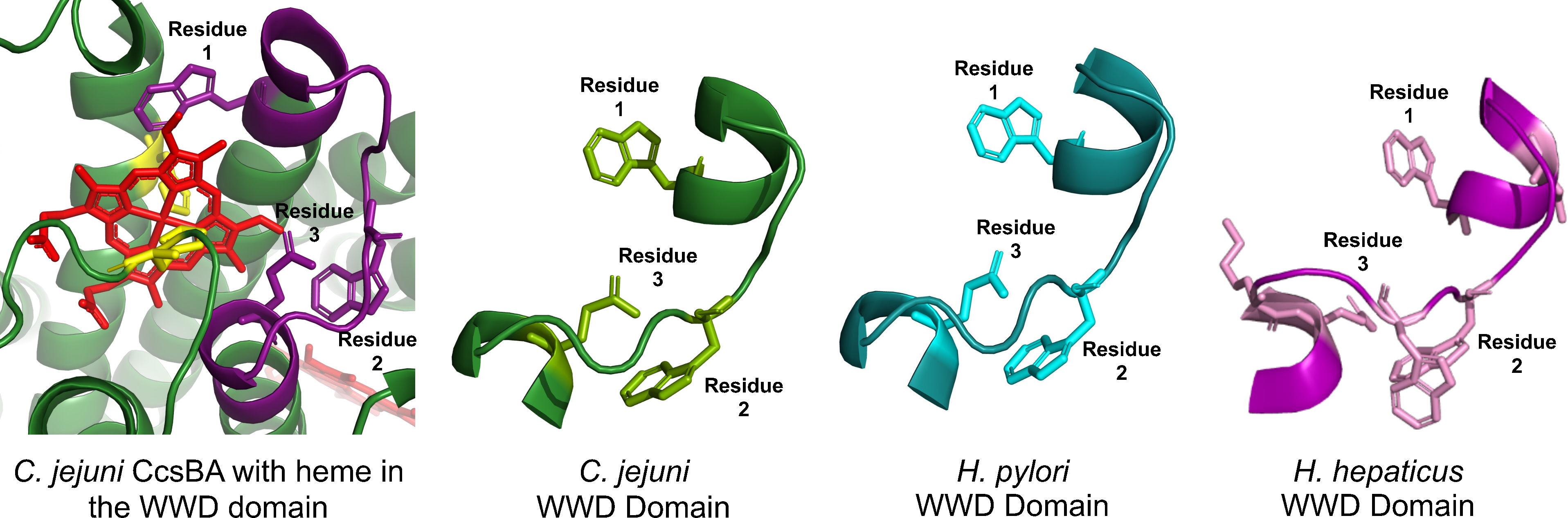 Figure 2. Heme binding is conserved in the WWD domain.