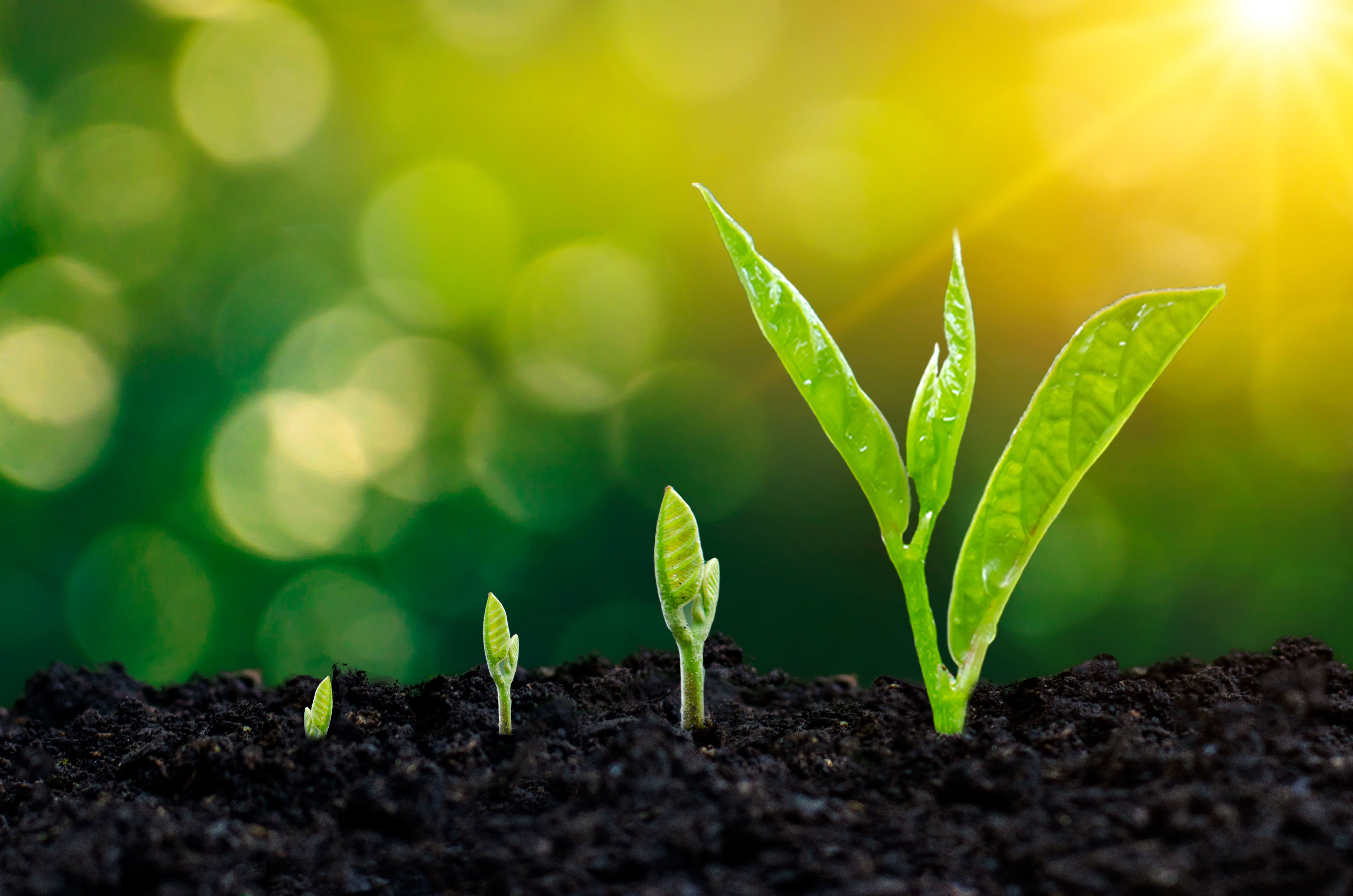 Seedlings in soil and some rays of sunshine