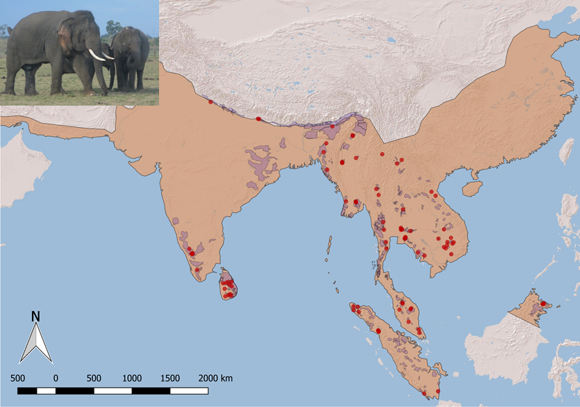 Past (pale orange) and current (purple) distribution of Asian elephants, together with sampling locations (red dots).