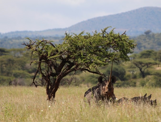 Black rhino and calf under a tree in a savanna