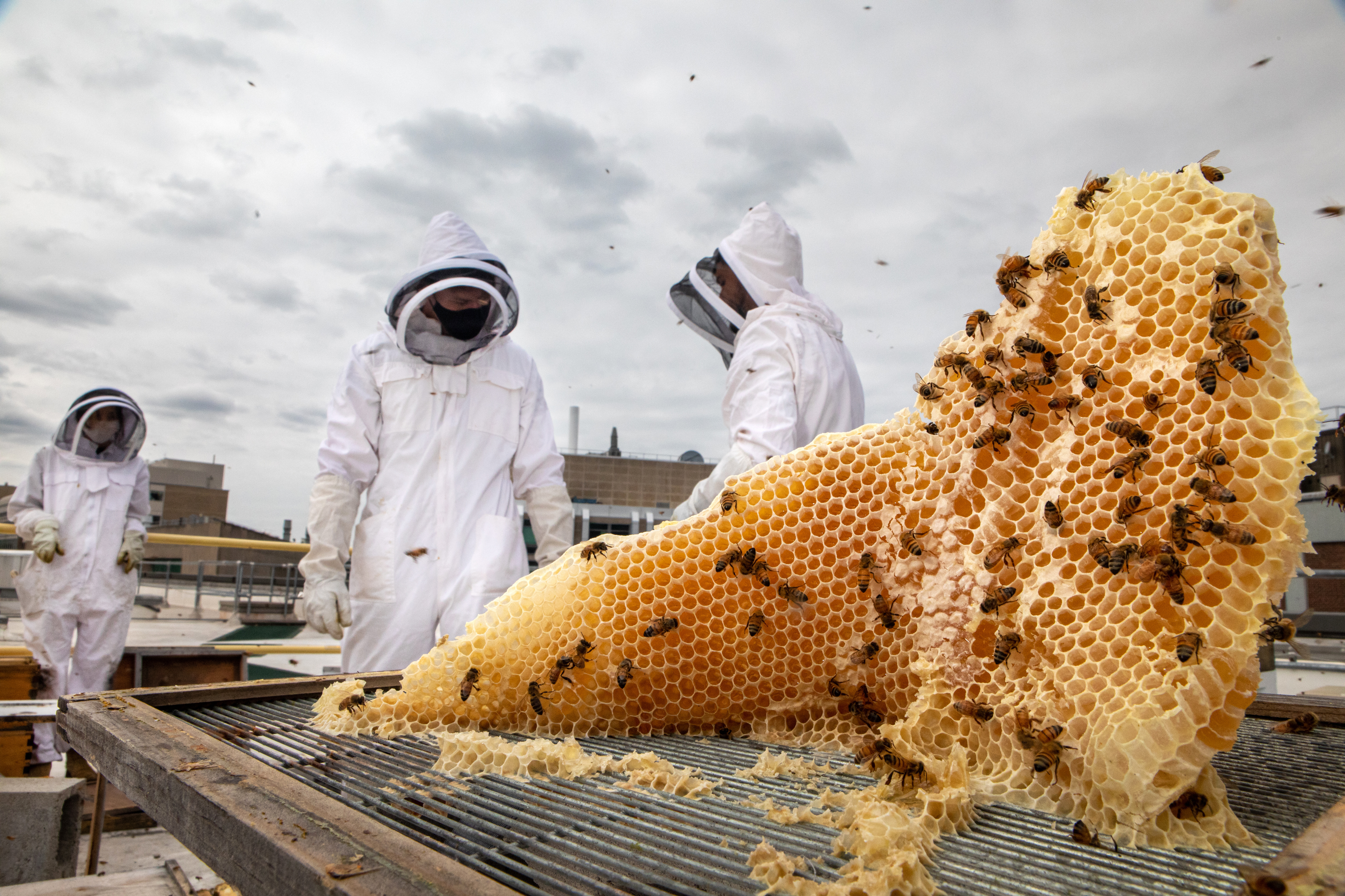 Freeform Comb Freeform honeycomb built by honey bees on the roof of the MIT Media Lab in Cambridge, Massachusetts.