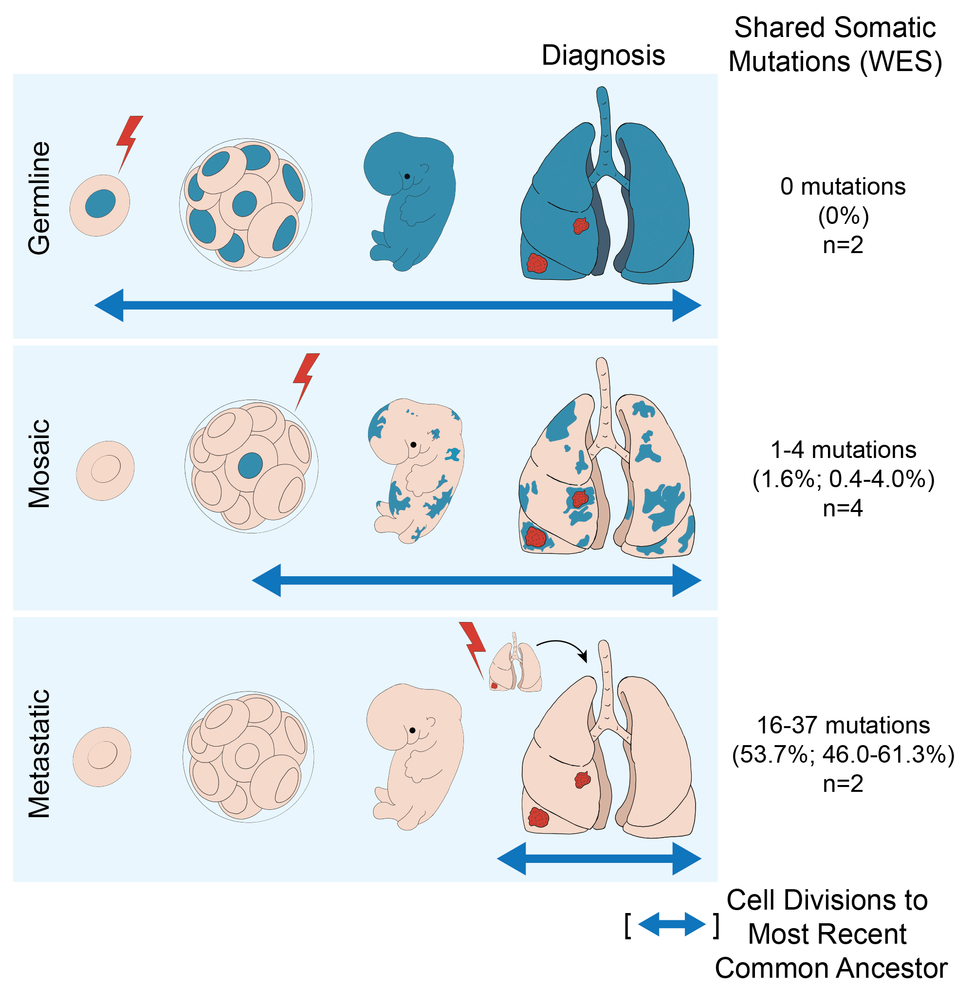 Diagram of mechanisms underlying multiple lung tumor development