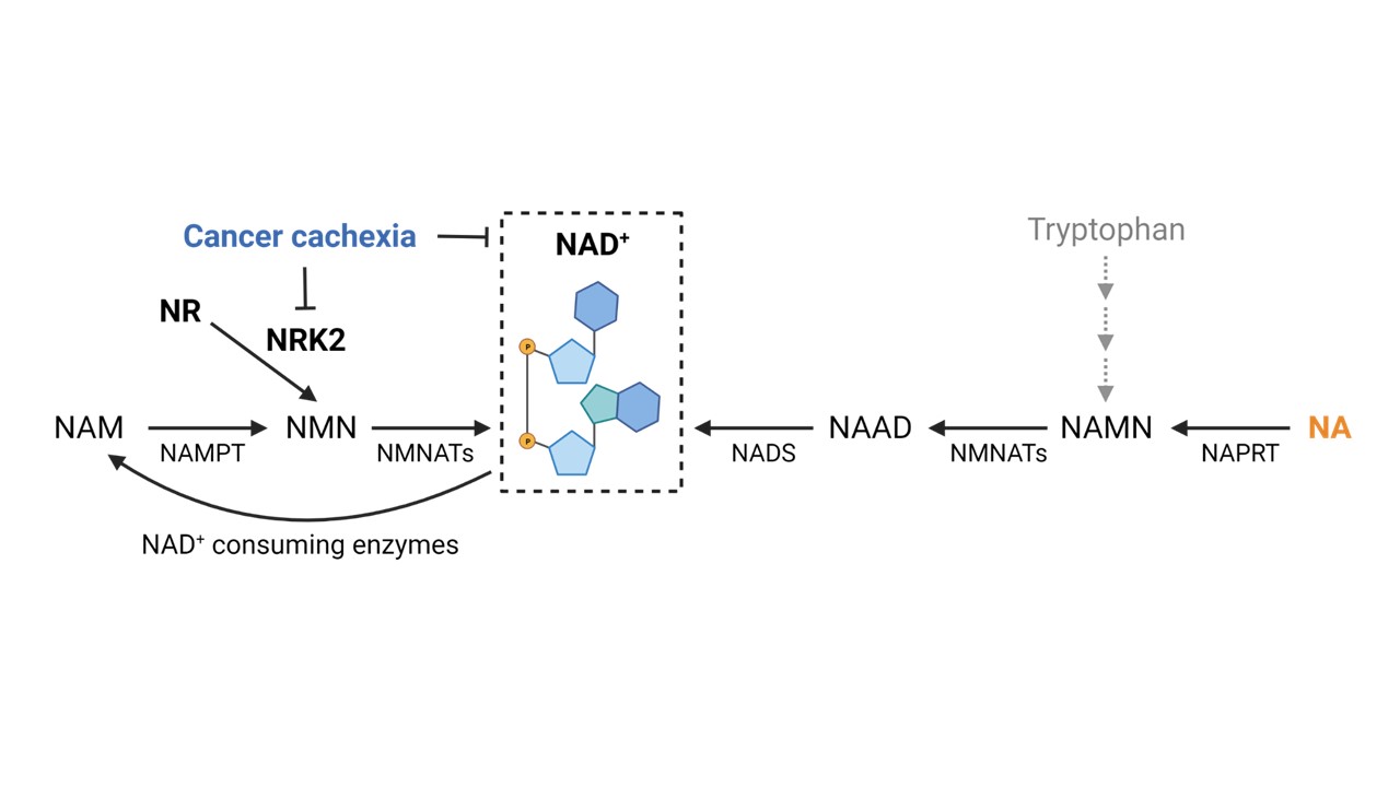 Nicotinamide riboside kinase 2 (NRK2) repression in cancer cachexia