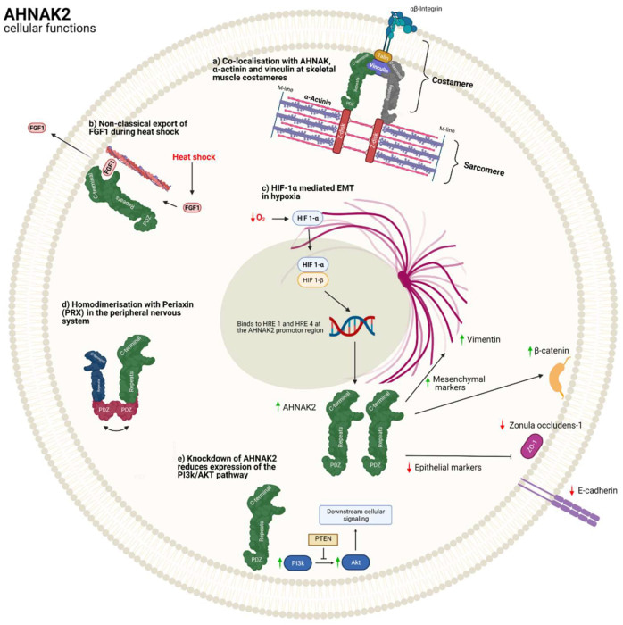 The main suggested cellular functions for AHNAK2.
