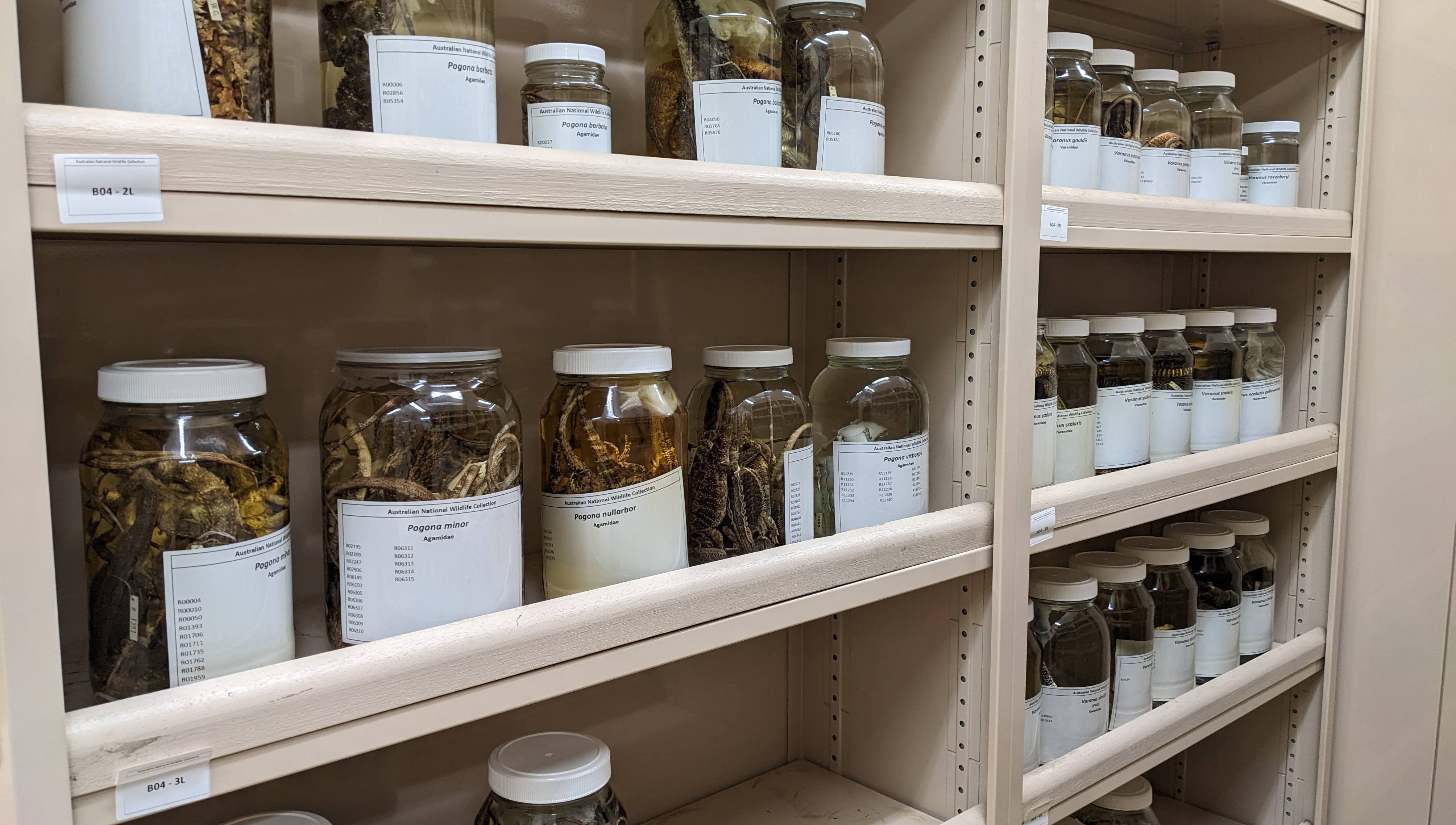 Hidden molecular treasures. Specimens such as these formalin-preserved reptiles housed in the Australian National Wildlife Collection may hold the key to understanding how species adapt rapidly to environmental change by modifying their epigenome.