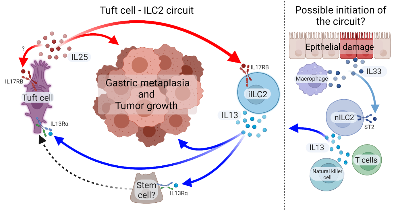 Proposed Tuft cell-ILC2 circuit