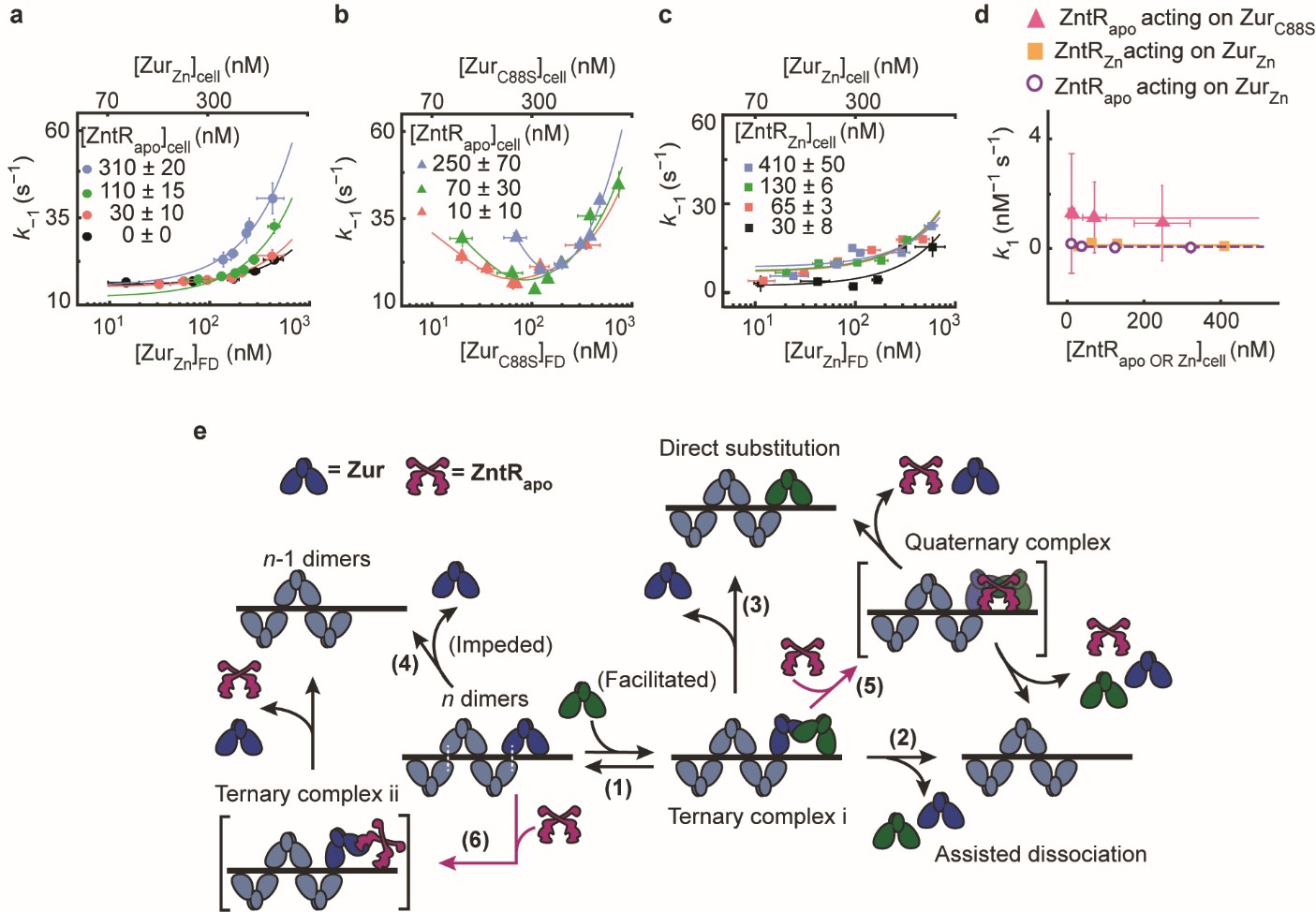 Figure. 2 | a, Dependence of the apparent unbinding rate constant k-1 of  on its own concentration and at different [] in the cell. b, Dependence of the apparent unbinding rate constant k-1 of  on its own concentration and at different [] in the cell. c, Same as (a), but for k-1 of  and at different [] in the cell. d, The binding rate constant k1 of  vs. cellular [] or [. Solid line: linear fit; dashed line: horizontal line fit. Error bars are SEM. f, Mechanistic model for ZntRapo-dependent Zur unbinding kinetics. Starting with oligomerized Zur (dark and light blue) at a tight-binding site on DNA, the unbinding of an incumbent Zur protein (dark blue) can be facilitated by a freely diffusing Zur (dark green) through the formation of a ternary complex i (step 1), leading to assisted dissociation (step 2) or direct substitution (step 3); this facilitated unbinding of Zur can be enhanced by ZntRapo through the formation of a heteromeric quaternary complex (step 5). The oligomer-induced impedance of Zur unbinding (step 4) can be weakened by ZntRapo through the formation of a heteromeric ternary complex ii (step 6), leading to faster Zur unbinding as well. White dashed lines on the ‘n dimers’ denote salt bridge interactions between Zur dimers.
