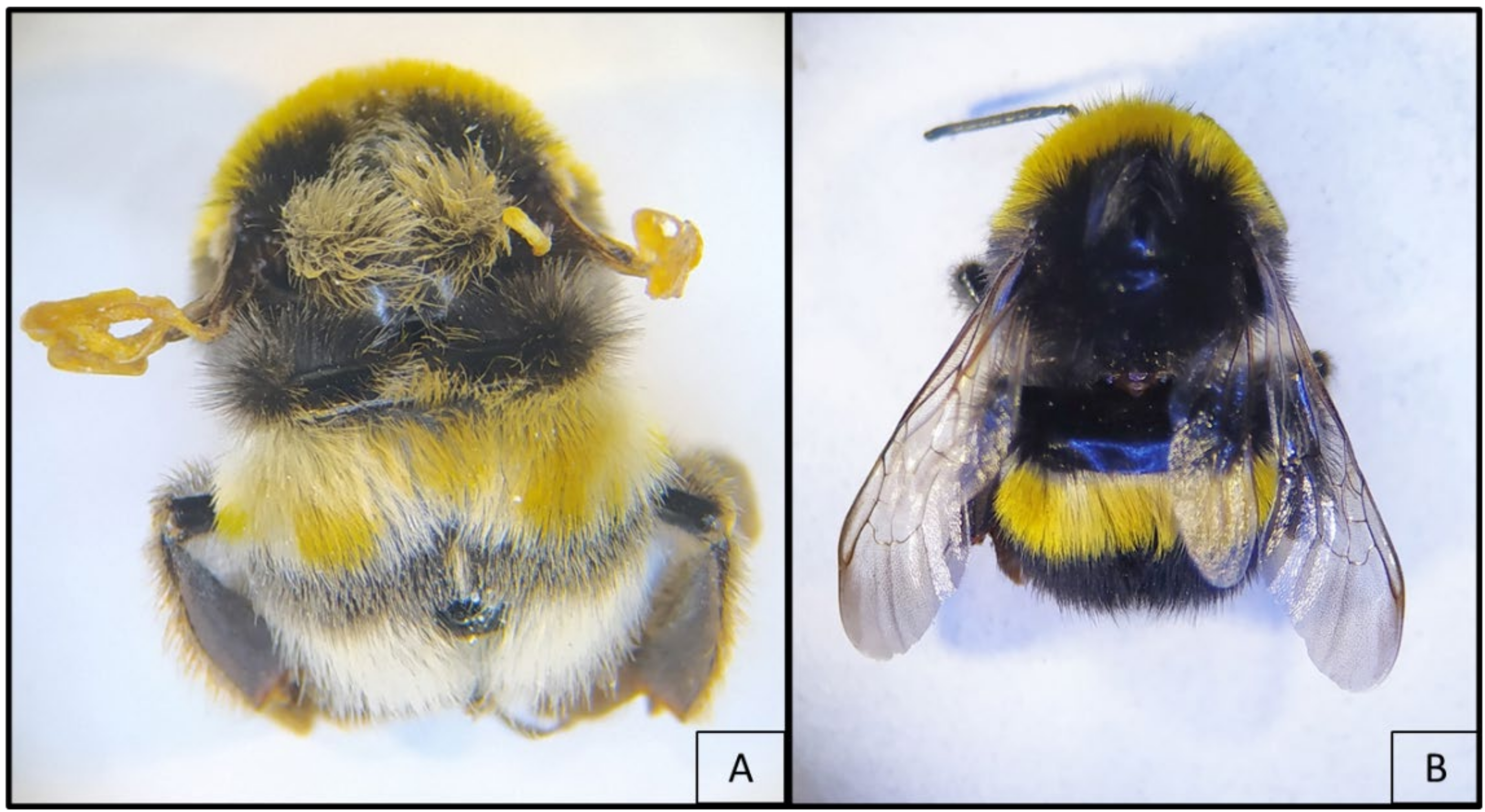Two bumblebees side-by-side, one with healthy wings and the other with small, vestigal wings.