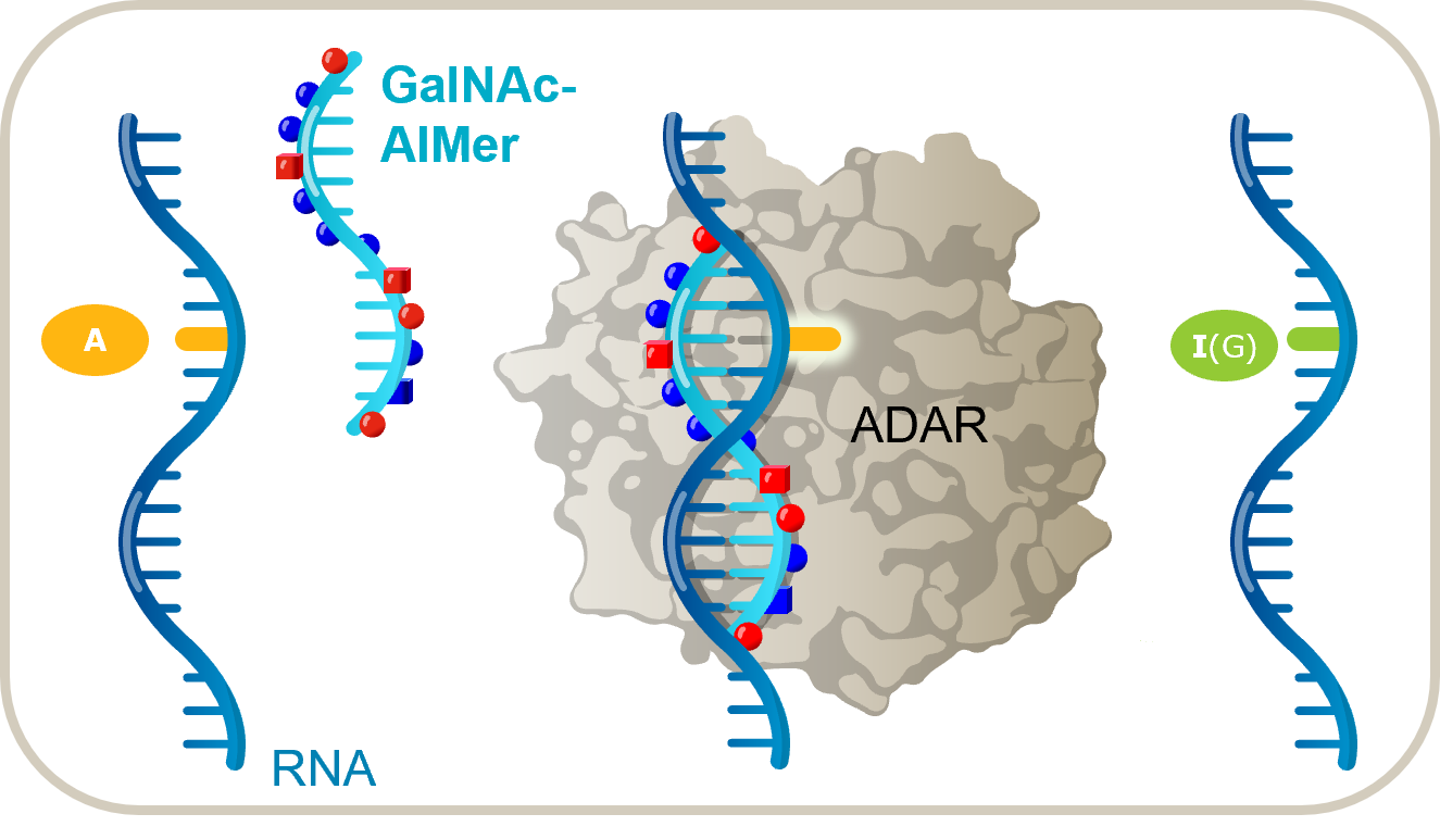 RNA base editing with AIMers and endogenous ADAR