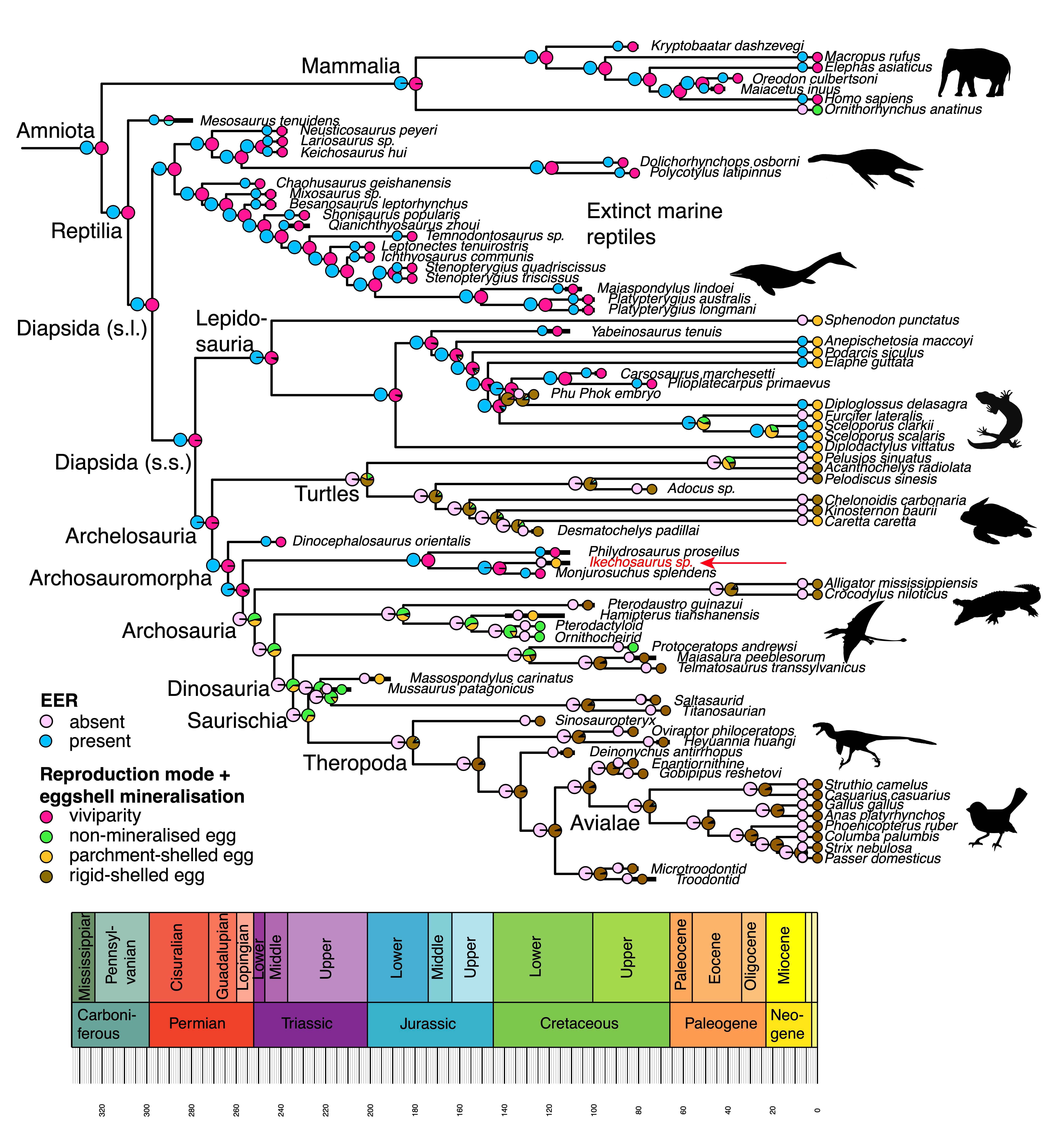 Ancestral states analysis of egg-laying in Amniota