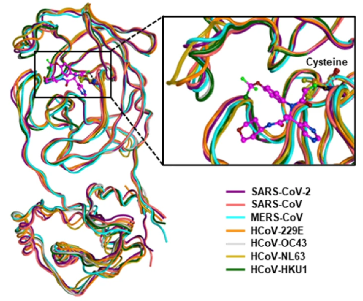 Co-structure of ISM3312 and SARS-CoV-2 Mpro overlaid with Mpro from other human coronaviruses
