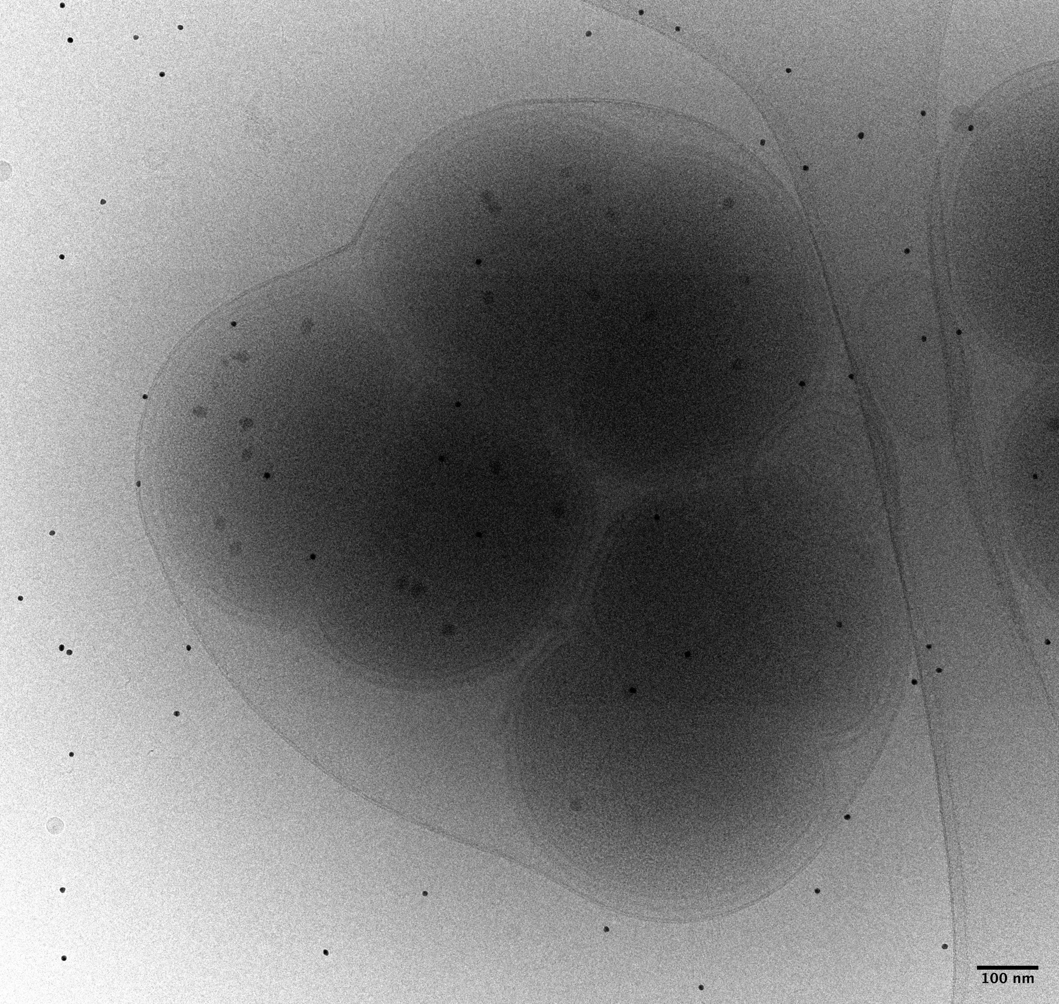 This is probably my favourite CryoEM image of the bubble mutant. I still regret it didn’t make it to the submitted version of the paper… But well, if you have tomograms acquired on Titan Krioss, you won’t show flat images acquired on a mere Tecnai 20…