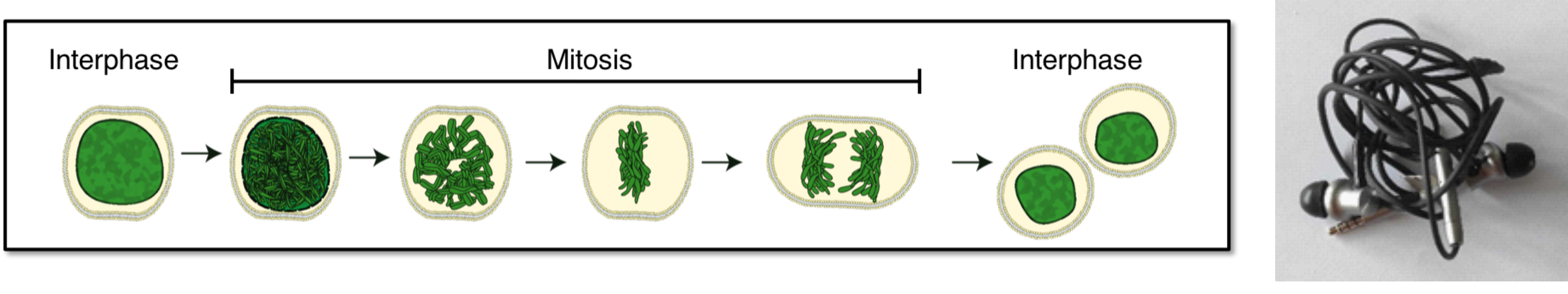 (left) Diagram of the transitions from interphase through the stages of mitosis, (right) entangled headphones. 