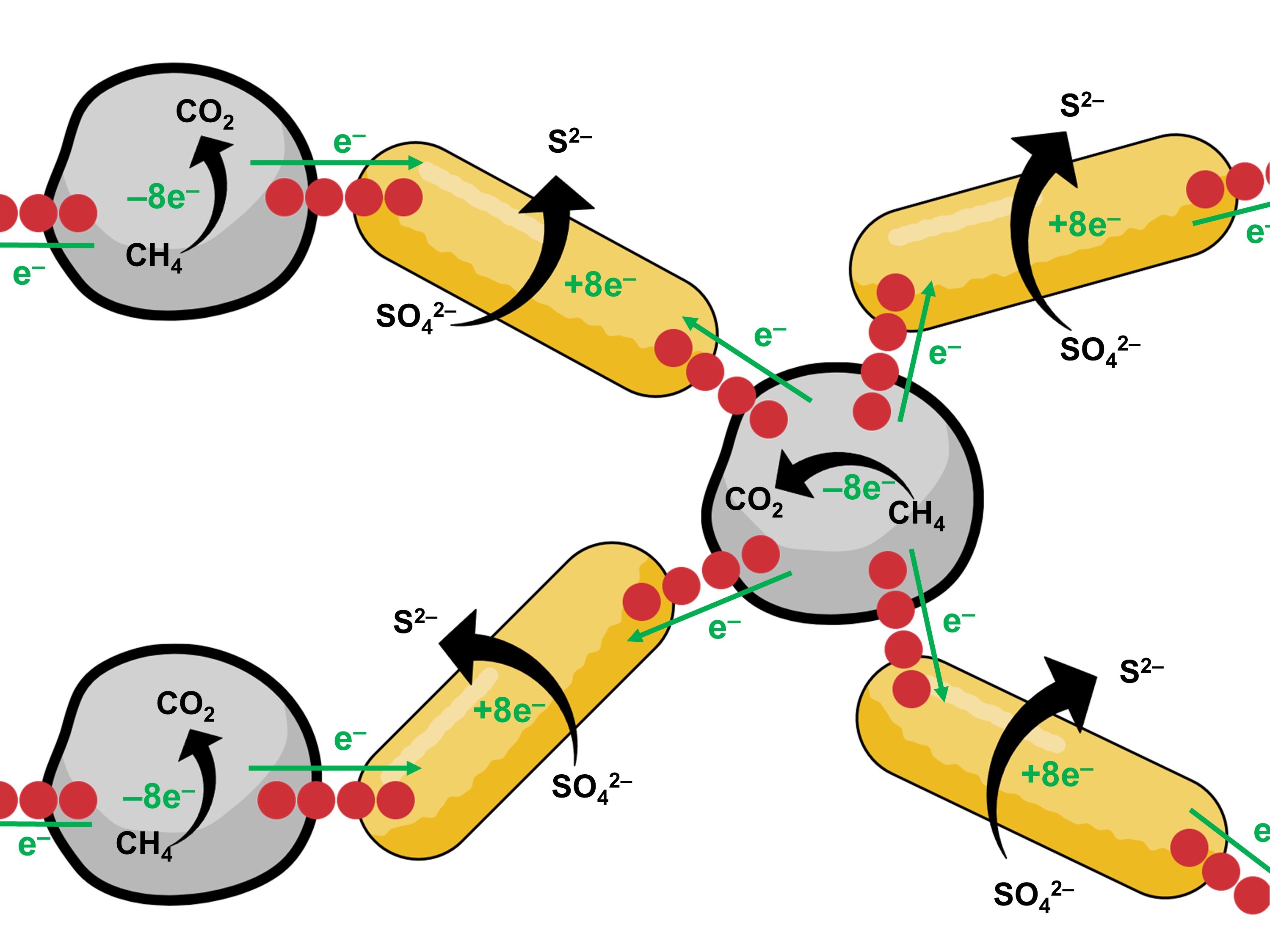 Power grid from bacteria