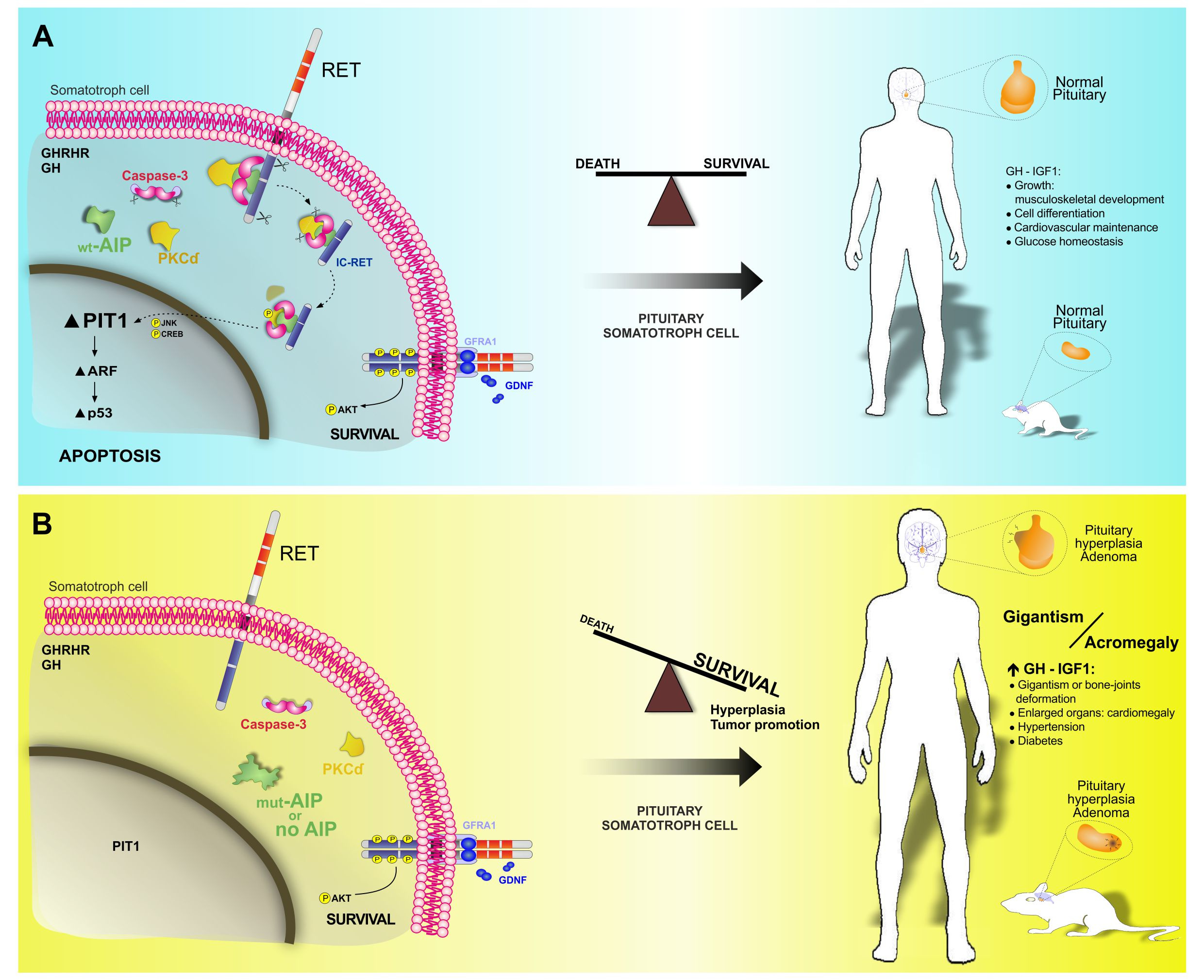 Balance between RET-apoptosis and RET-survival pathways maintain the somatotroph population in the normal pituitary. This is altered to survival in AIP Familiar Isolated Pituitary Adenoma (FIPA) patients.