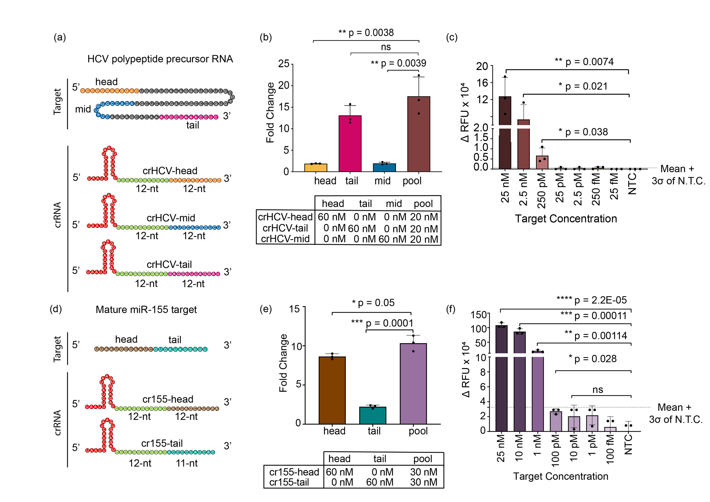 Figure that shows direct detection of HCV-RNA and miR-155 with Cas12a using SAHARA.