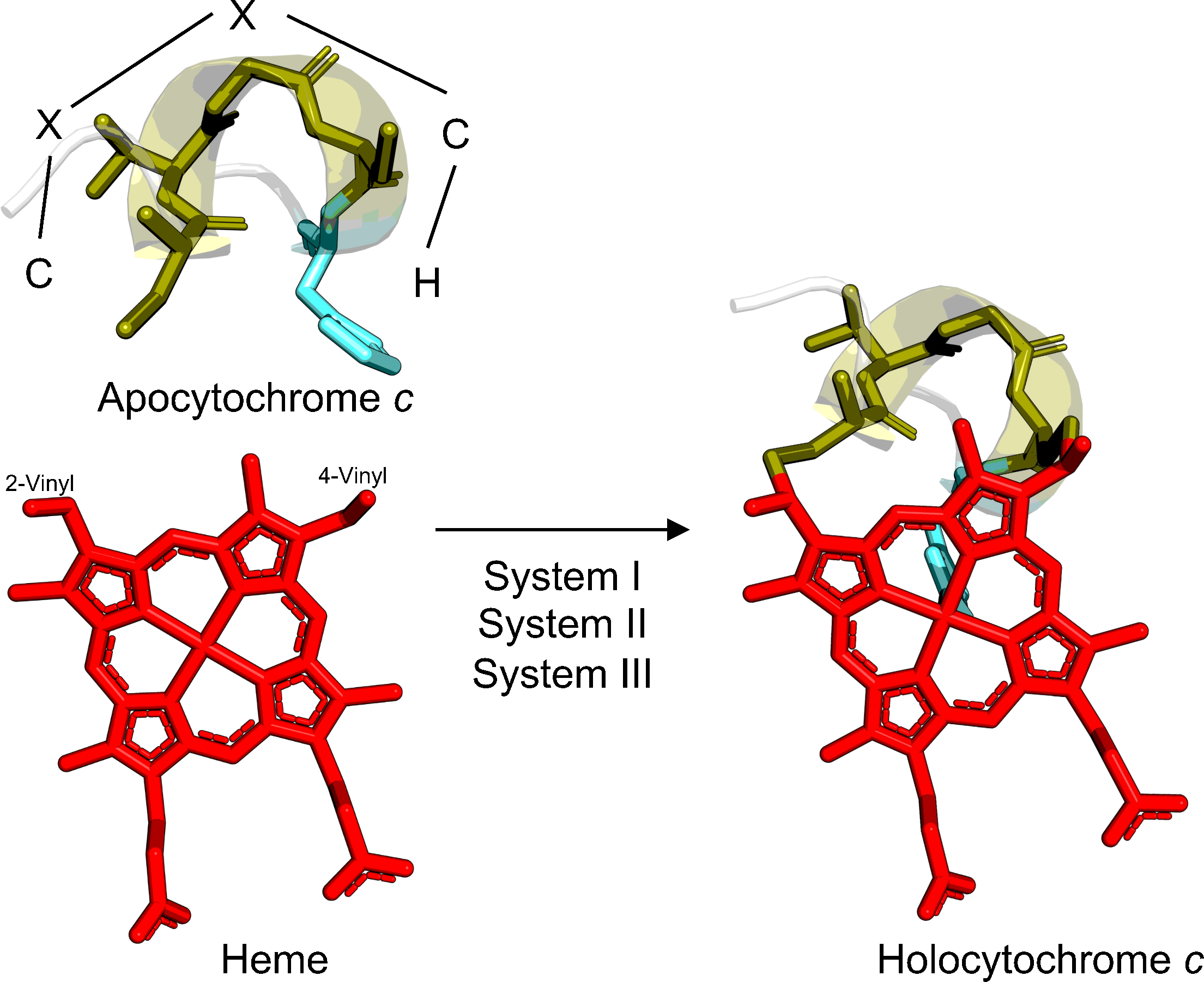 Figure 1. Schematic of cytochrome c biogenesis.