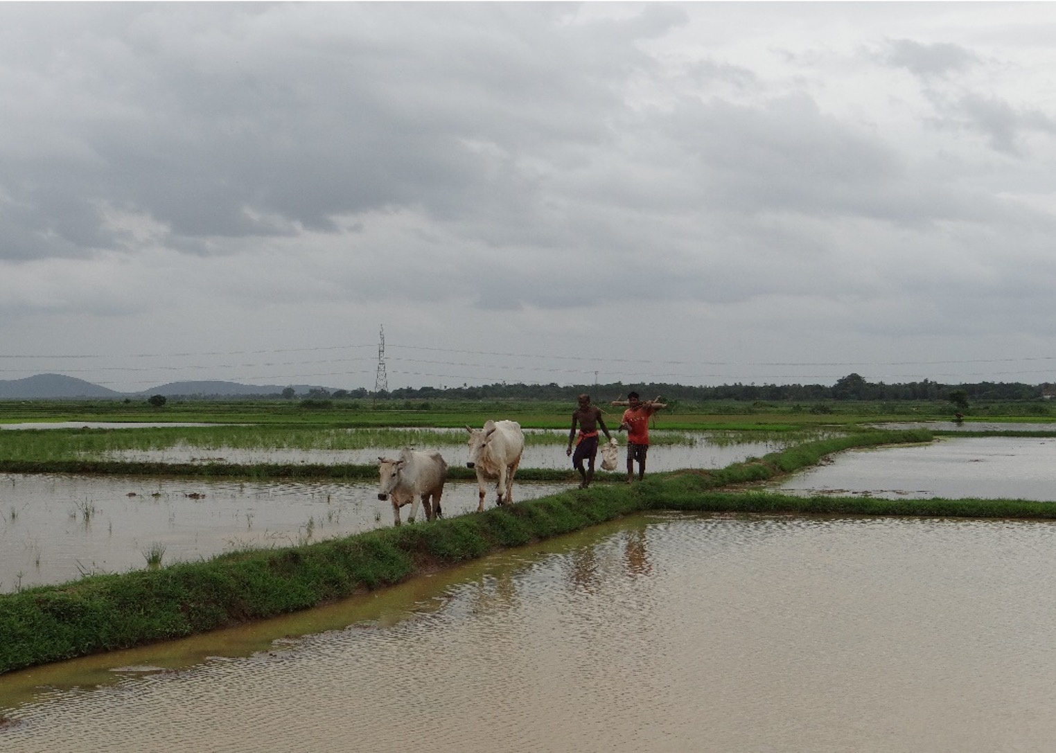 Rice fields in Khurda, Odisha with high transmission electricity lines in the background, but not electricity poles near the fields.