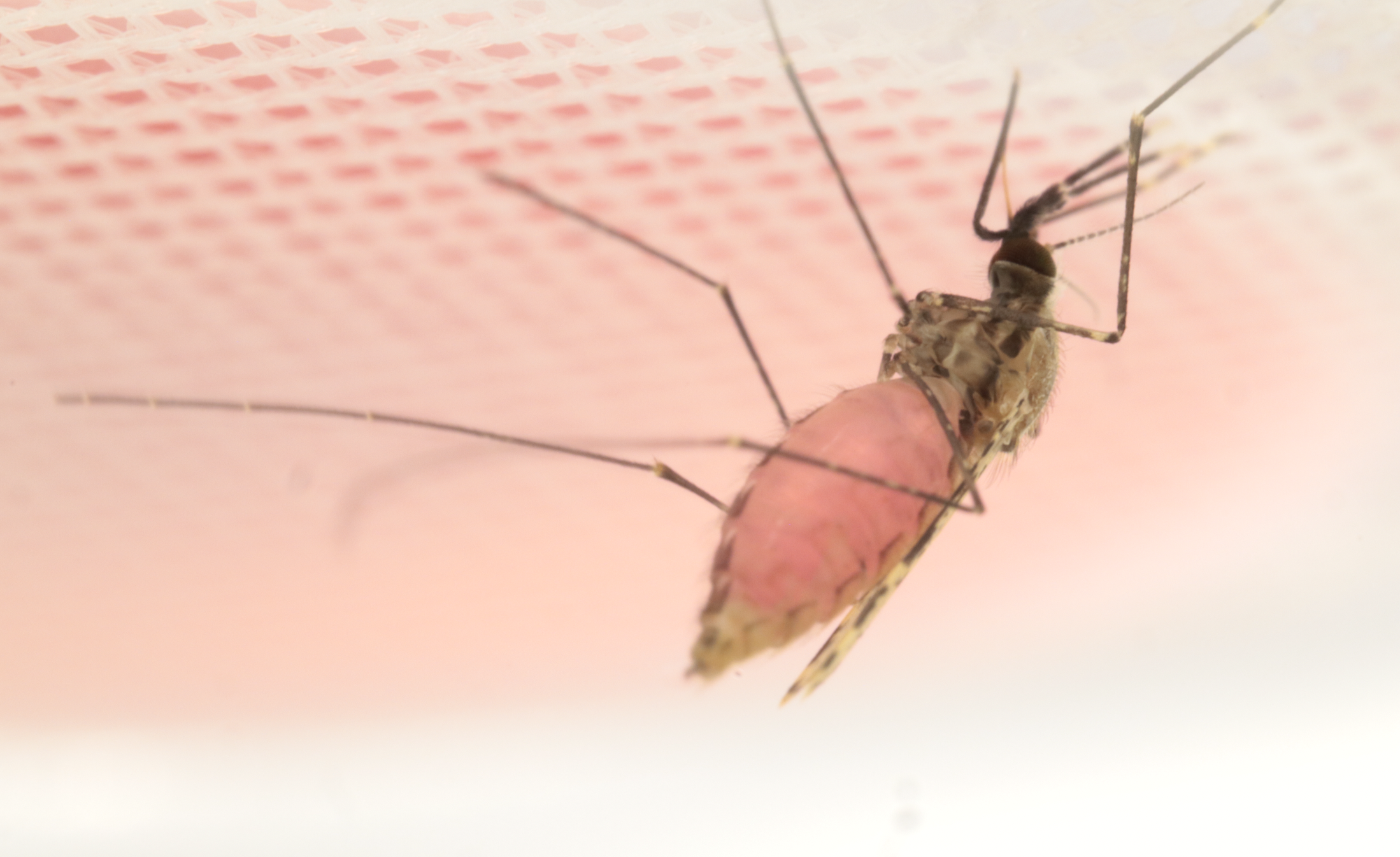 The lady Anopheles mosquito drinks a pink cocktail containing beetroot juice and HMBPP(image captured in Emami Lab by Melika  Hajkazemian).