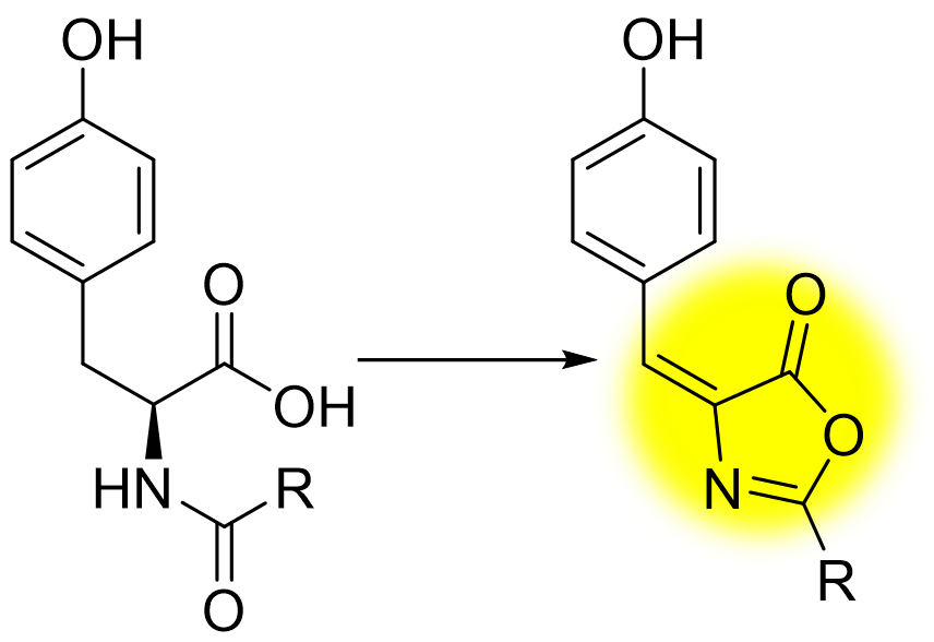N-acyltyrosine being converted to tyrazolone