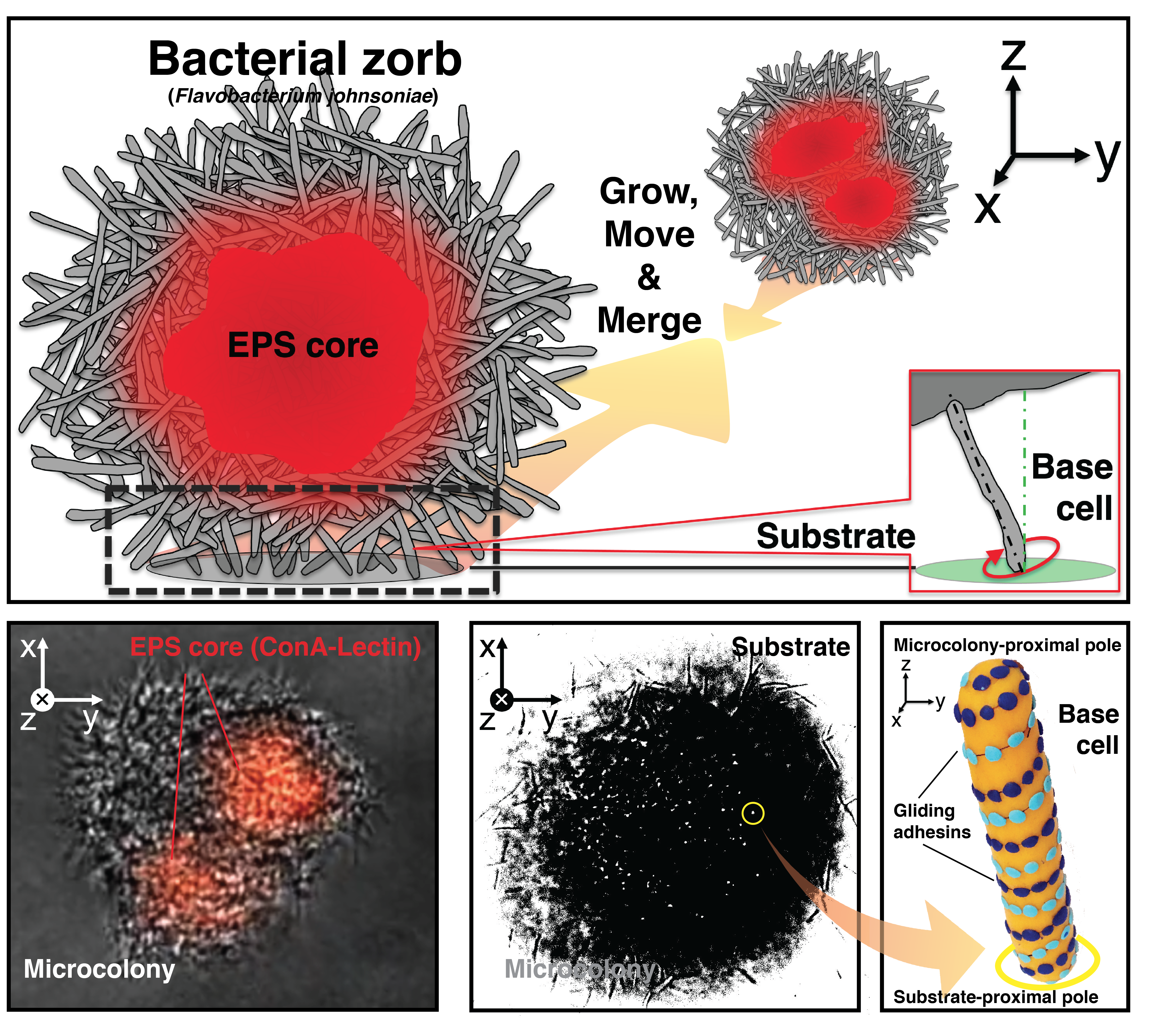 Figure 1. Anatomy and behavior of bacterial zorbs.