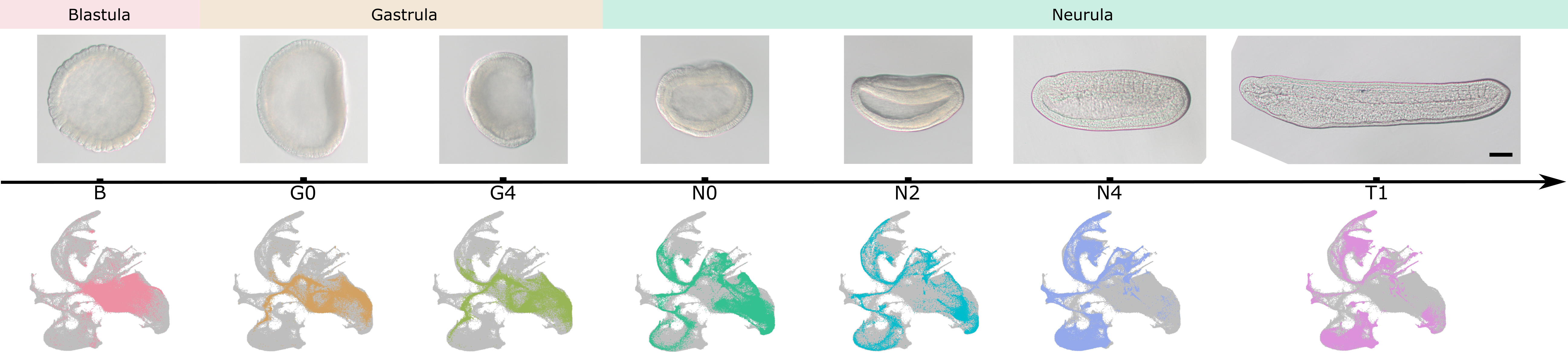 Seven developmental stages sampled in this dataset