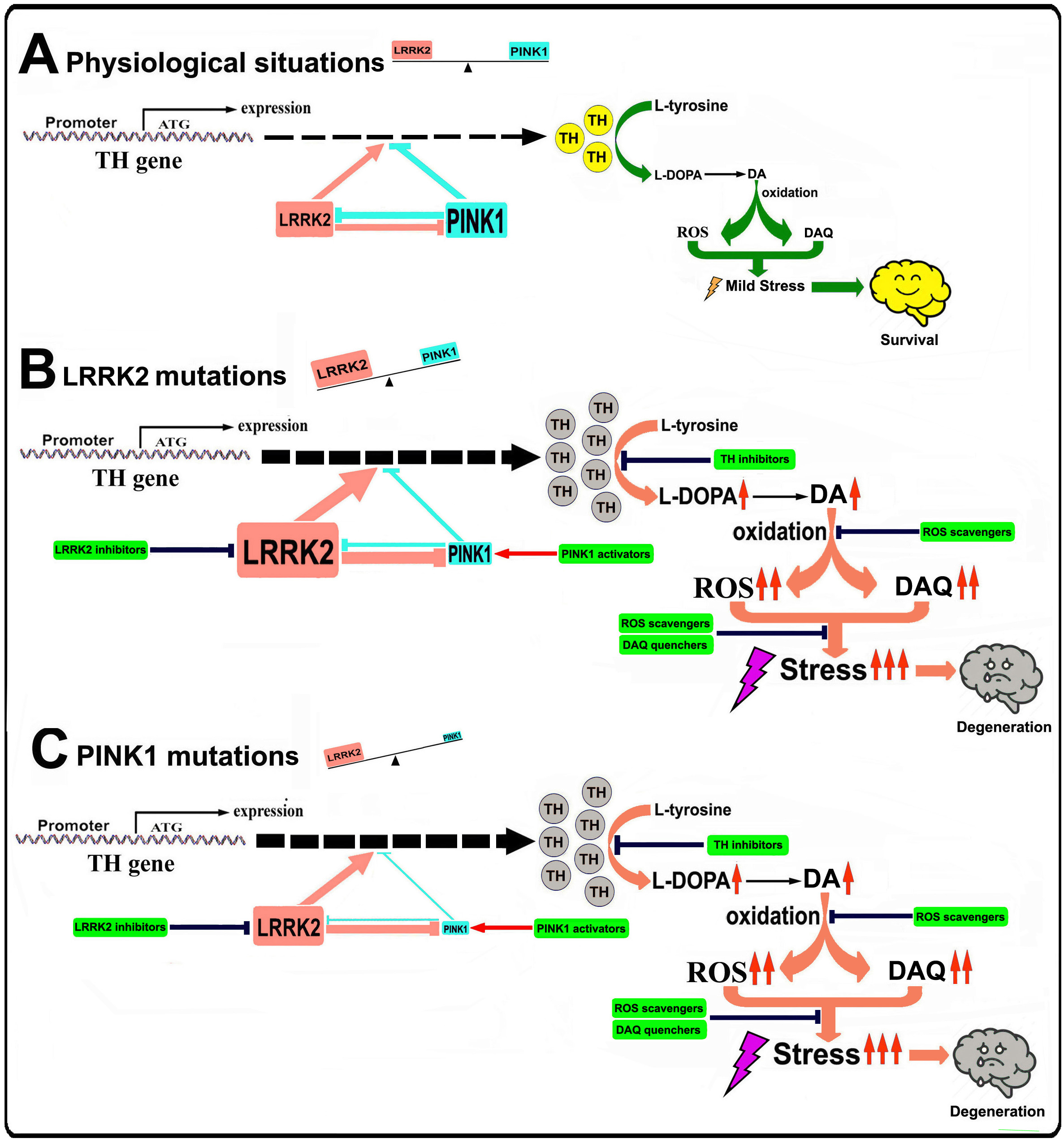 Under physiological conditions, LRRK2 and PINK1 form a functional balance to maintain normal TH expression and DA synthesis in DA neurons. LRRK2 promotes TH expression and DA generation, while PINK1 suppresses TH expression and DA generation. LRRK2 and PINK1 can regulate degradation of each other, thus a balance can be reached. When LRRK2 is mutated its kinase activity is increased, leading to up-regulated TH expression and increased DA generation. Increased LRRK2 kinase activity can facilitate PINK1 degradation, down regulate PINK1 level and suppress PINK1 function. This will lead to imbalance between LRRK2 and PINK1, contributing to increased TH expression, enhanced DA generation, aggravated DA oxidation and elevated DA relevant stress in DA neurons, promoting neurodegeneration. When PINK1 is mutated, kinase activity will be impaired causing LRRK2-PINK1 imbalance and disrupting TH-DA pathway, promoting DA neuron vulnerability and neurodegeneration.   