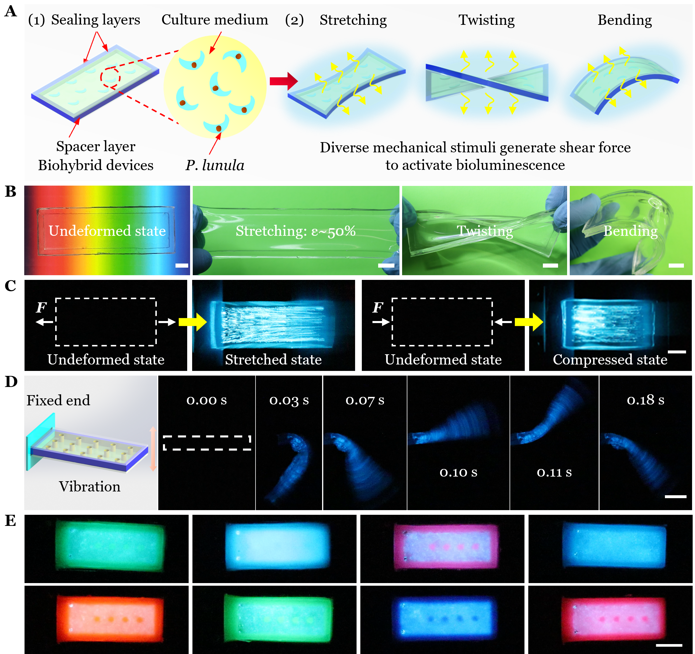 Figure 1. Design, working principle and simple demonstrations of the soft biohybrid mechanoluminescence.