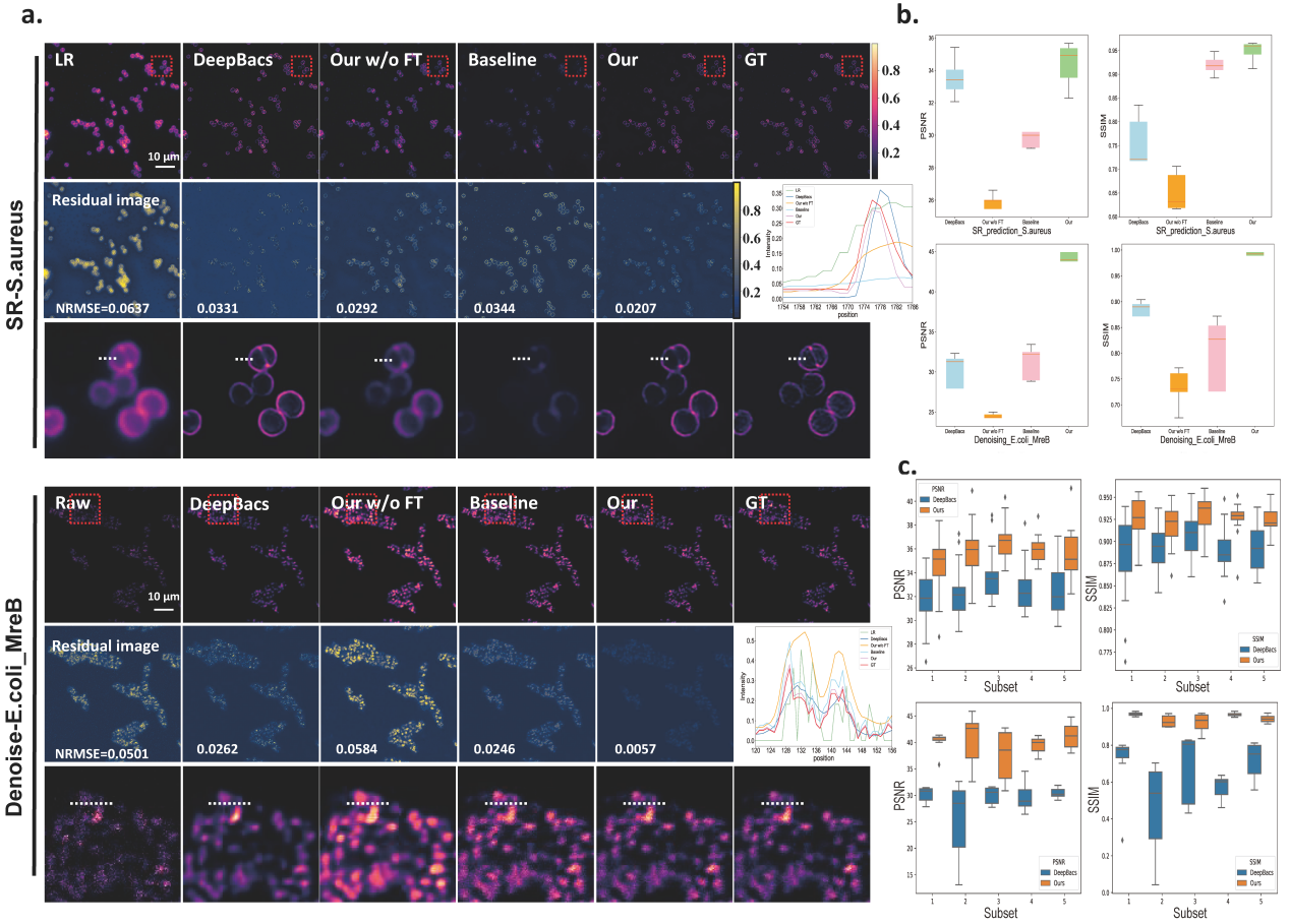 a, SR and denoising results obtained on the S. aureus and E. coli_MreB datasets, respectively. Visual comparison among the outputs of the SOTA model (DeepBacs4), pretrained UniFMIR model without fine-tuning, Baseline (same network structure as UniFMIR trained from scratch), and our fine-tuned UniFMIR model. The NRMSE is shown on each residual image. b, The PSNR/SSIM results obtained on the test sets of the two datasets. c, K-fold validation (K=5) on the S. aureus dataset (up) and the E. coli_MreB dataset (down). The PSNR/SSIM results were obtained on the  n=5 test images of different subsets. Scale bar: 10 µm.