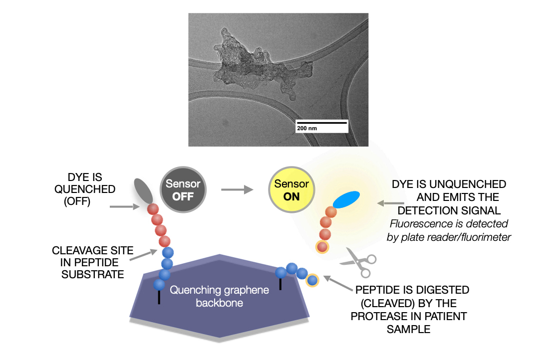 Top panel is a transmission electron micrograph of a graphene based biosensor. It is a nanoscale amorphous shaped particle annotated with the sensor targets. The bottom panel is a cartoon of the sensor mechanism. Peptides tethering a fluorescent dye to the graphene backbone suppress the fluorescent signal unless the peptide target is cleaved by an active protease enzyme in the sera sample. The activity is targeted by the sequence of amino acids in the peptide tether. 