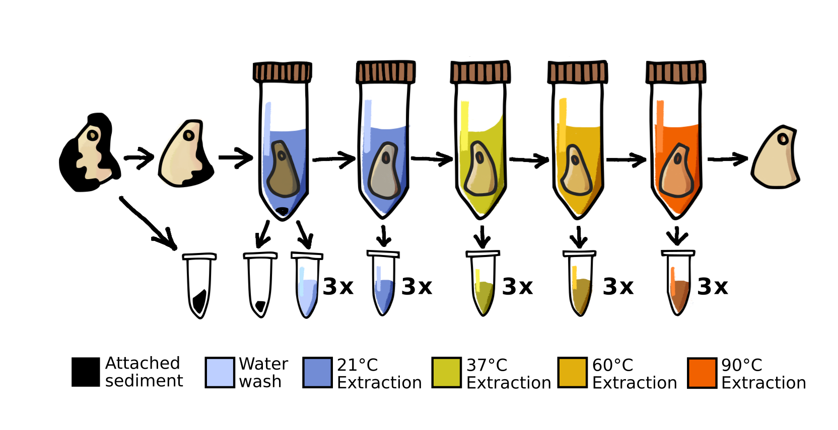 Schematic of the temperature-controlled phosphate-based DNA extraction method that preserves the surface and integrity of osseous artefacts. ©Merlin Szymanski