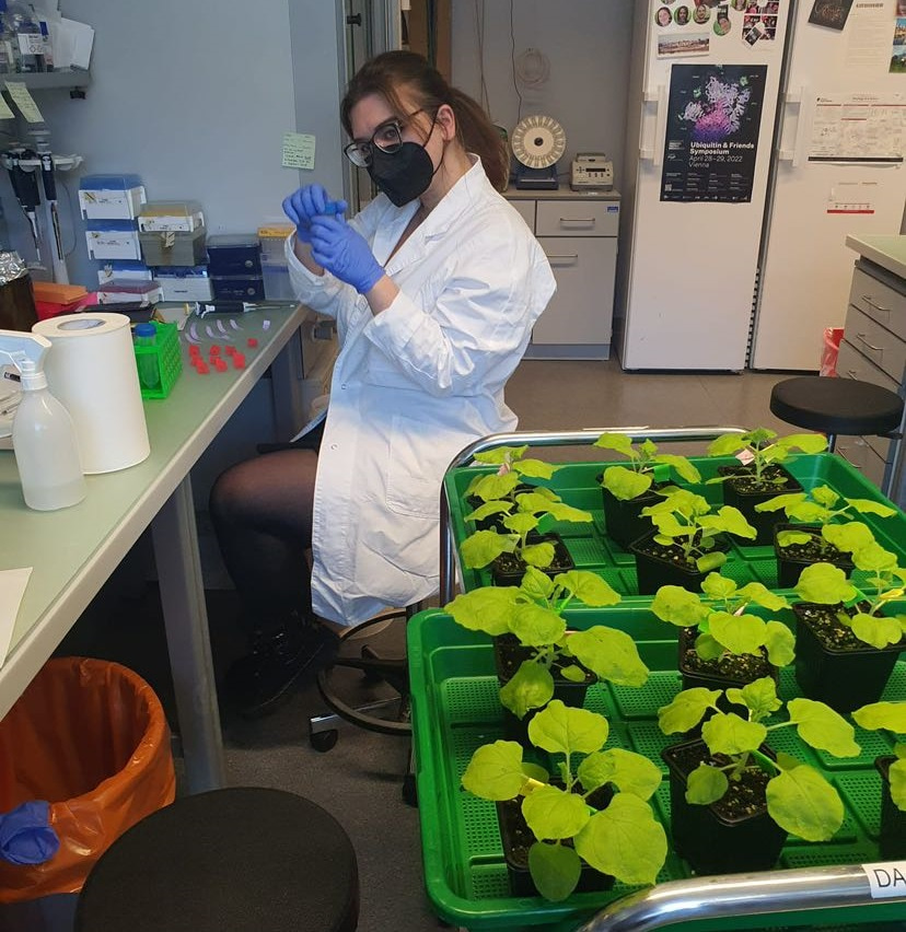 Photo of Roksolana Kobylinska sitting at the bench in the lab, with a tray of plants in the foreground.