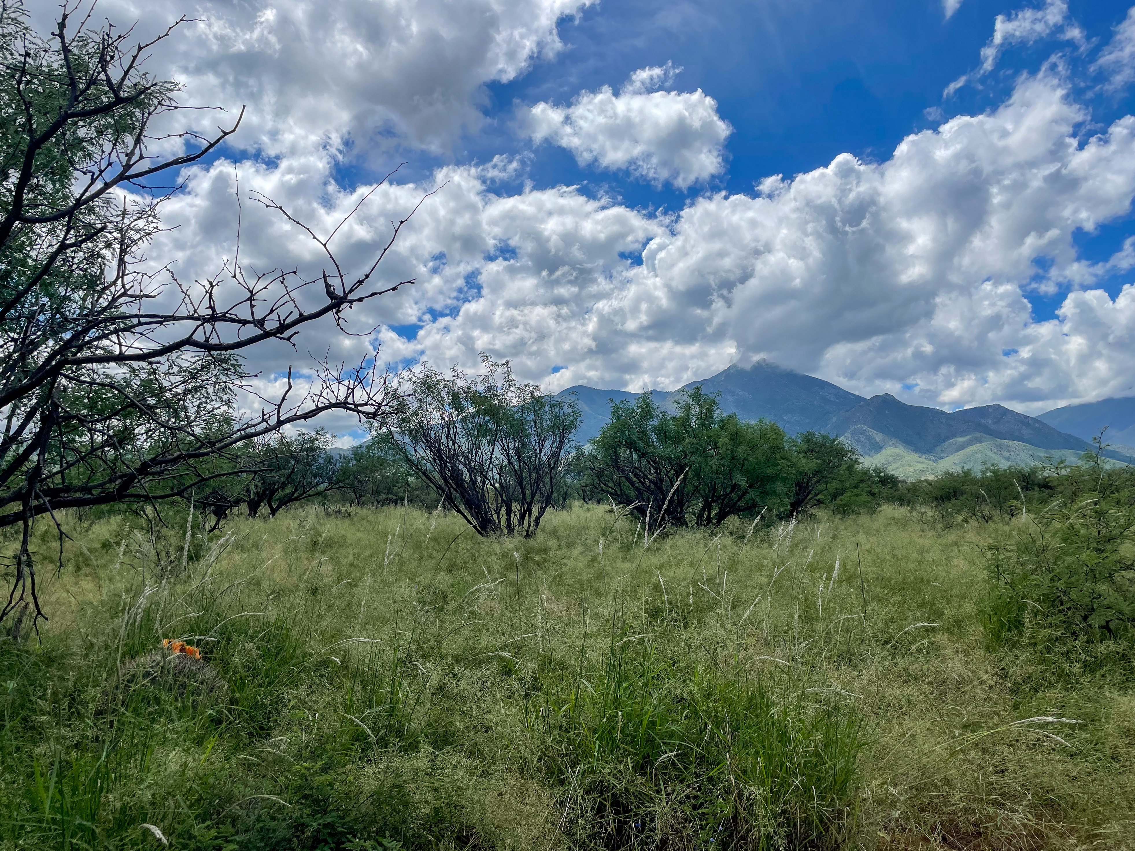 Landscape of Santa Rita Experimental Range in summer