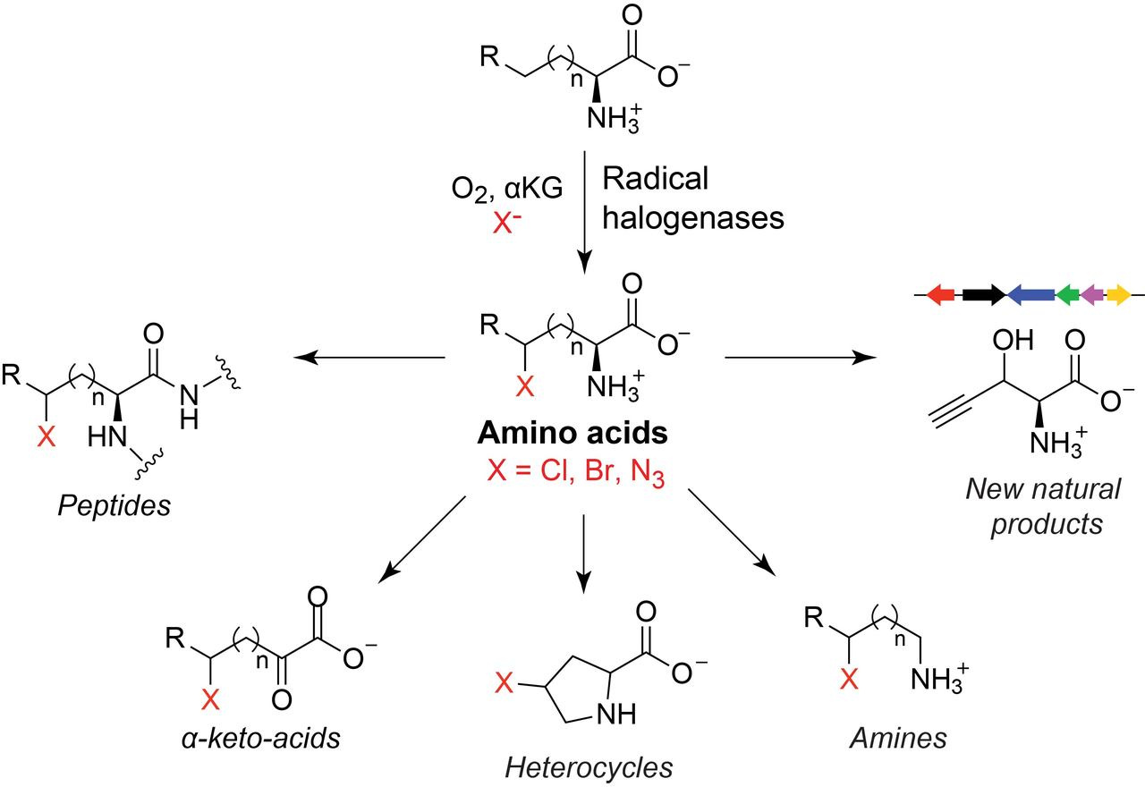 Chlorinating Nature's building blocks