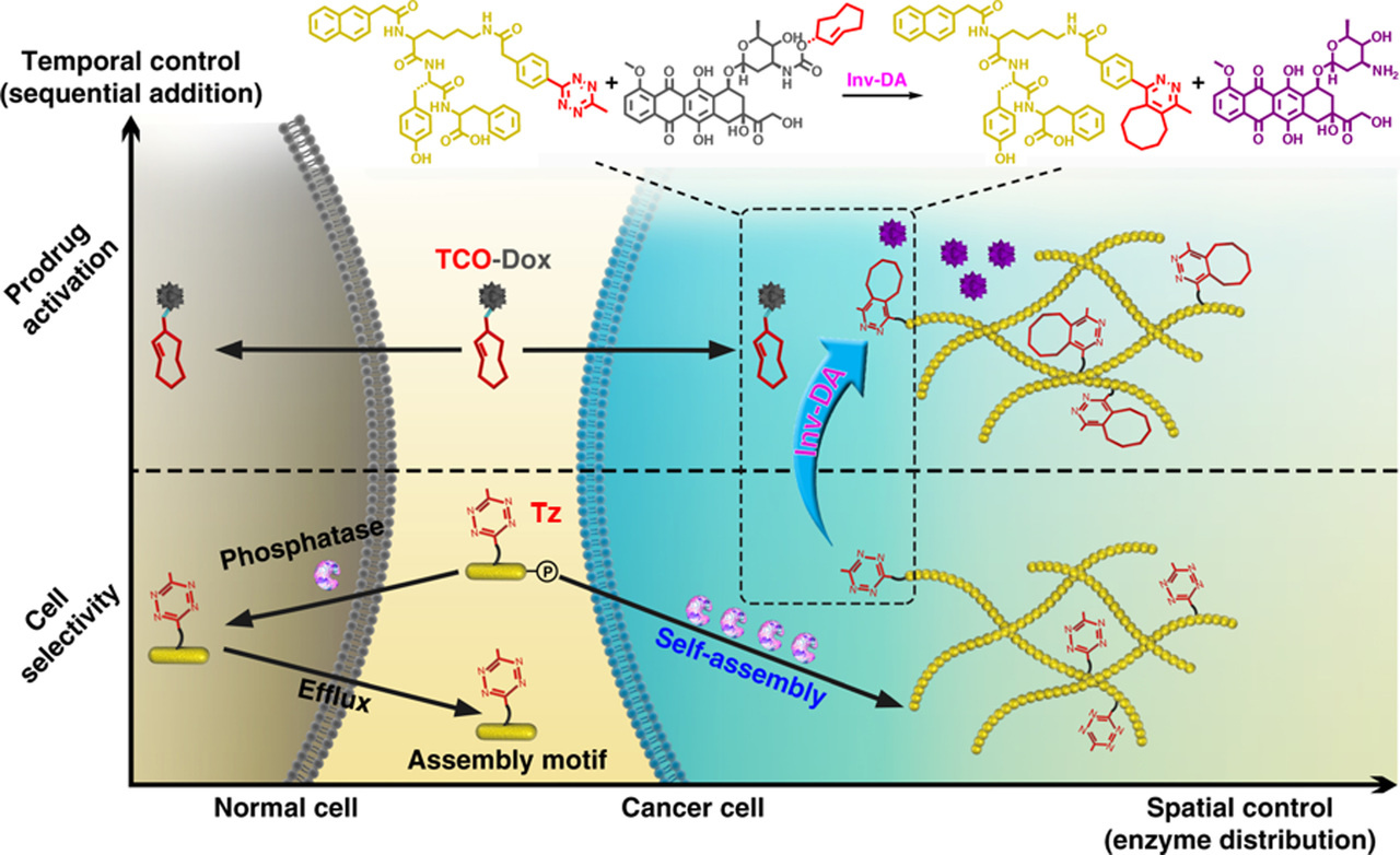 An Intracellular-targeted Cancer Medicine