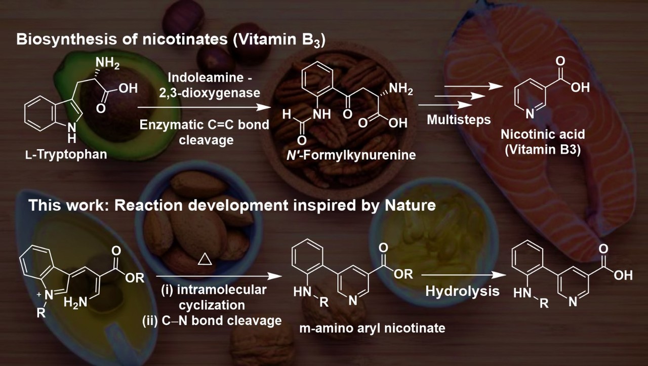 Nature-inspired remodeling of (aza)indoles to meta-aminoaryl nicotinates for late-stage conjugation of vitamin B3 to (hetero)arylamines