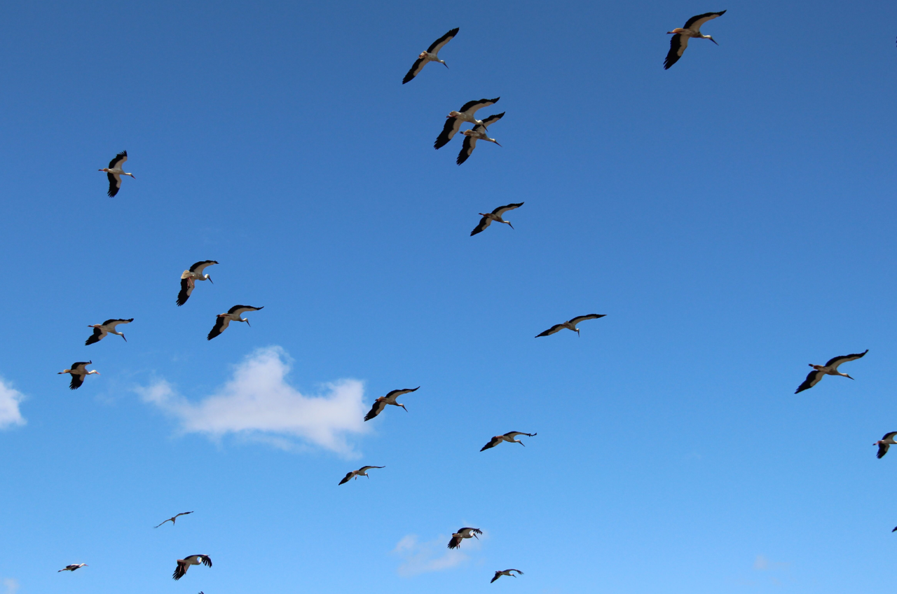 A mechanistic understanding of the global seasonal distribution of birds