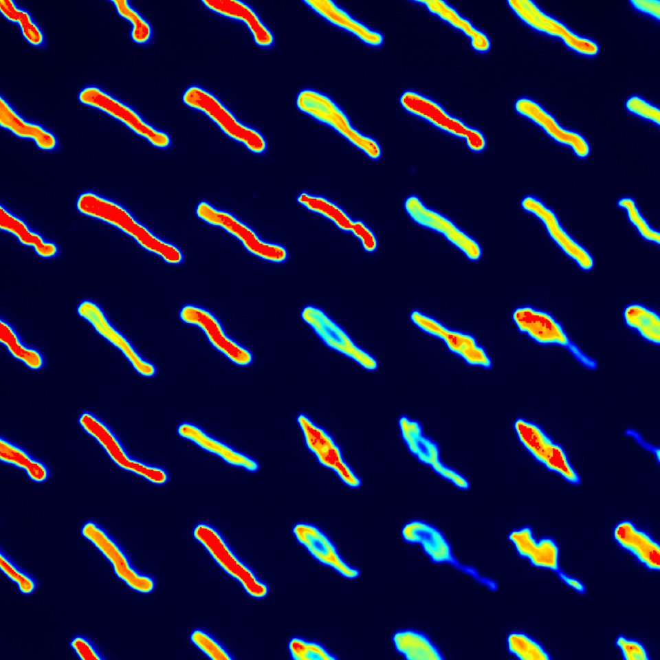 Developing new tools for the 21st amino acid