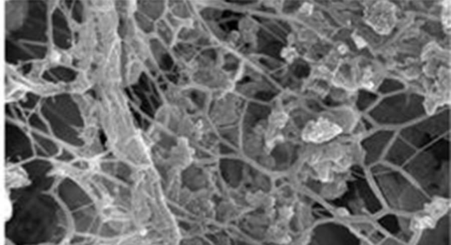 Tissue engineering of cancer metastasis on a dish