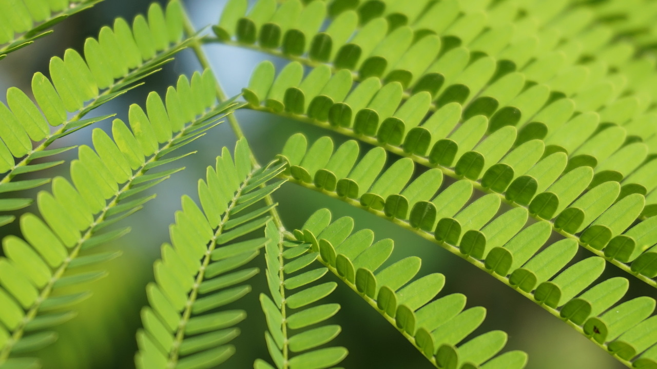 Why legumes dominate recovering Neotropical forests