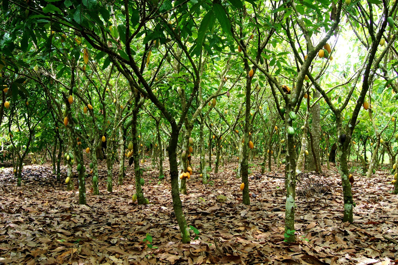 Optimizing cocoa agroforests