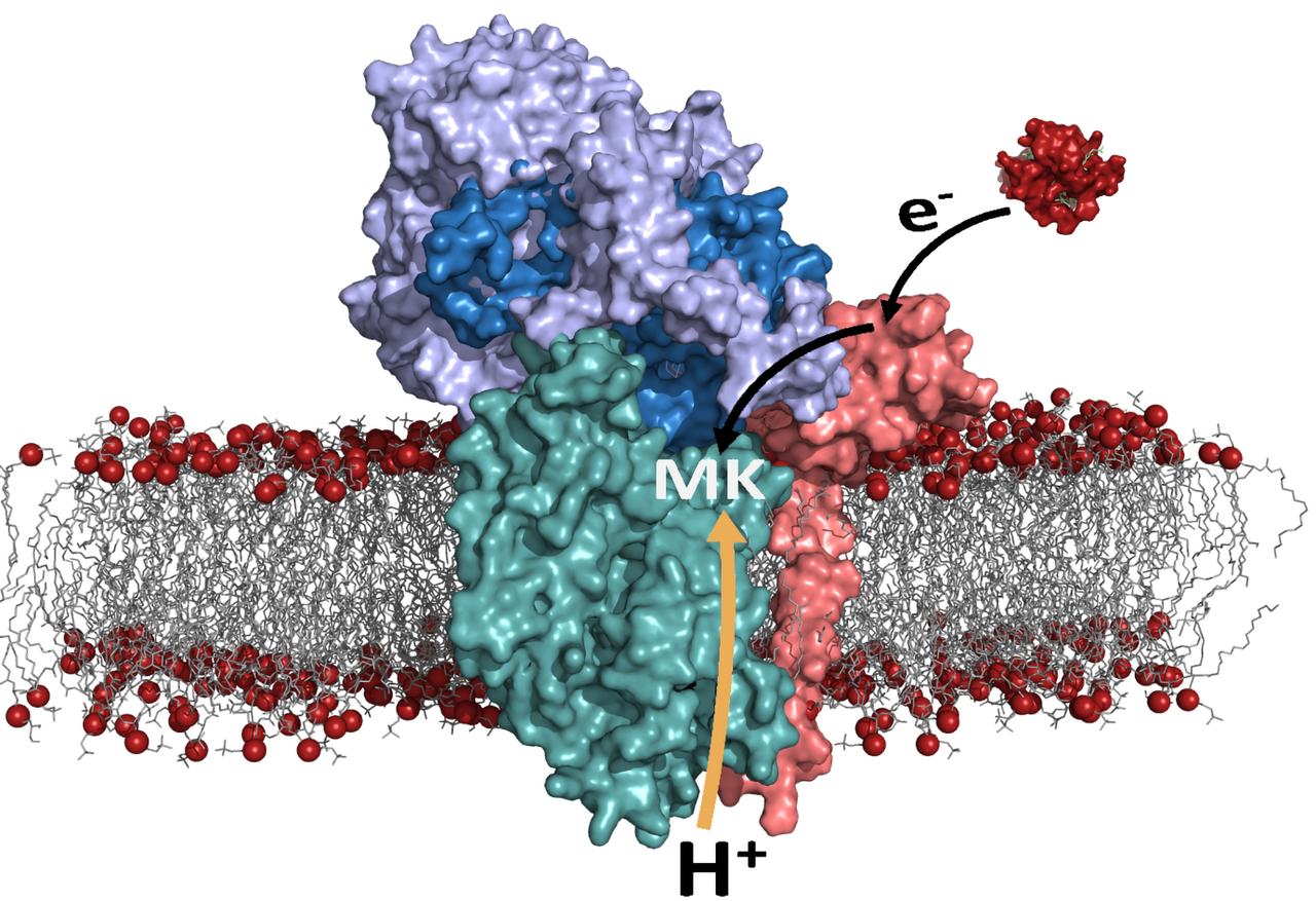 A widespread module in the bacterial respiratory redox kit